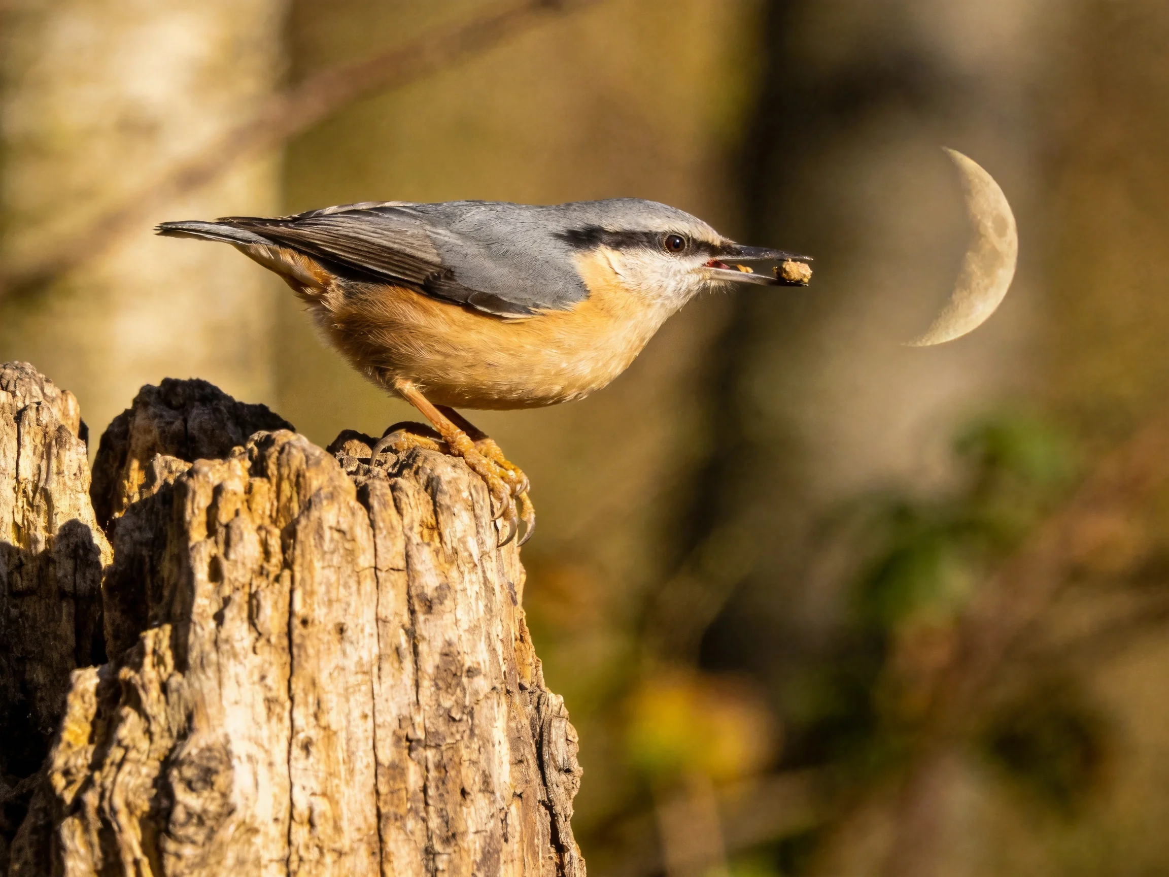 Nuthatch with gray wings on weathered tree stump near crescent shape
