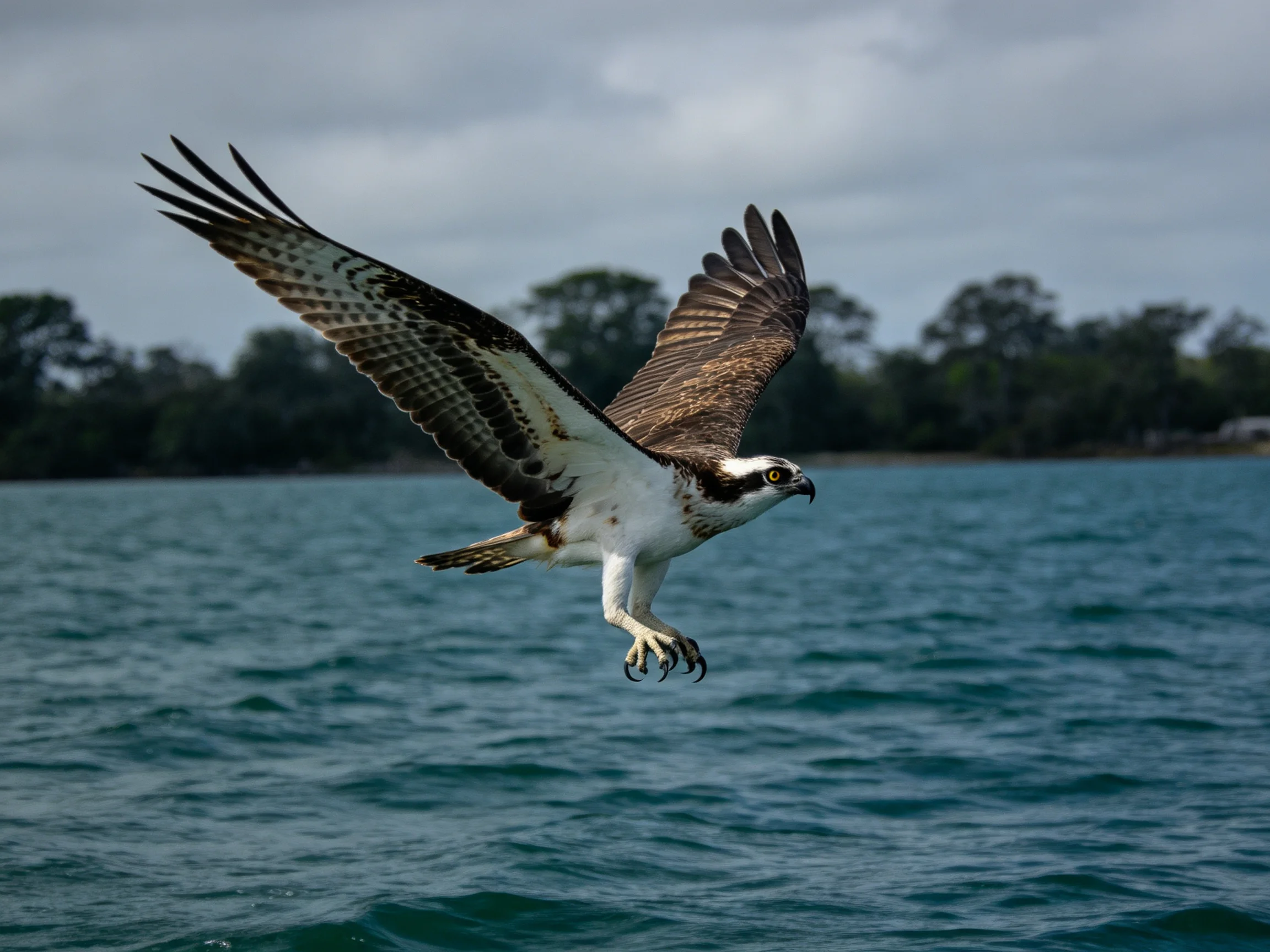 Osprey soars over turquoise water near dark green trees
