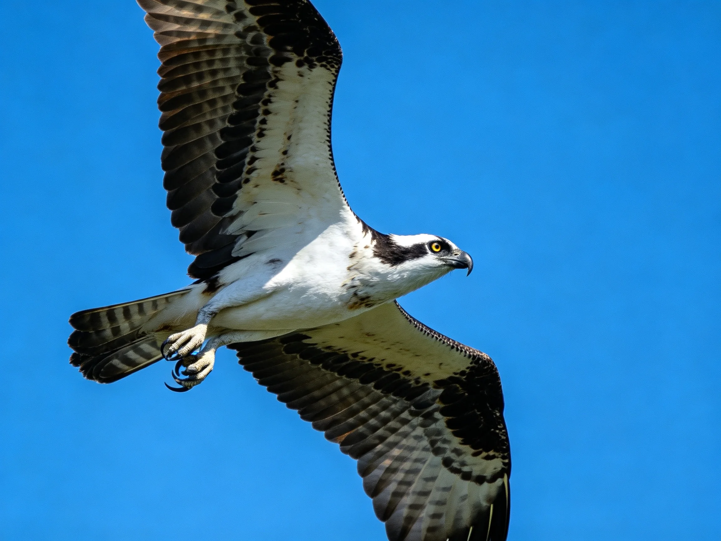 Osprey soars with outstretched wings against clear blue sky