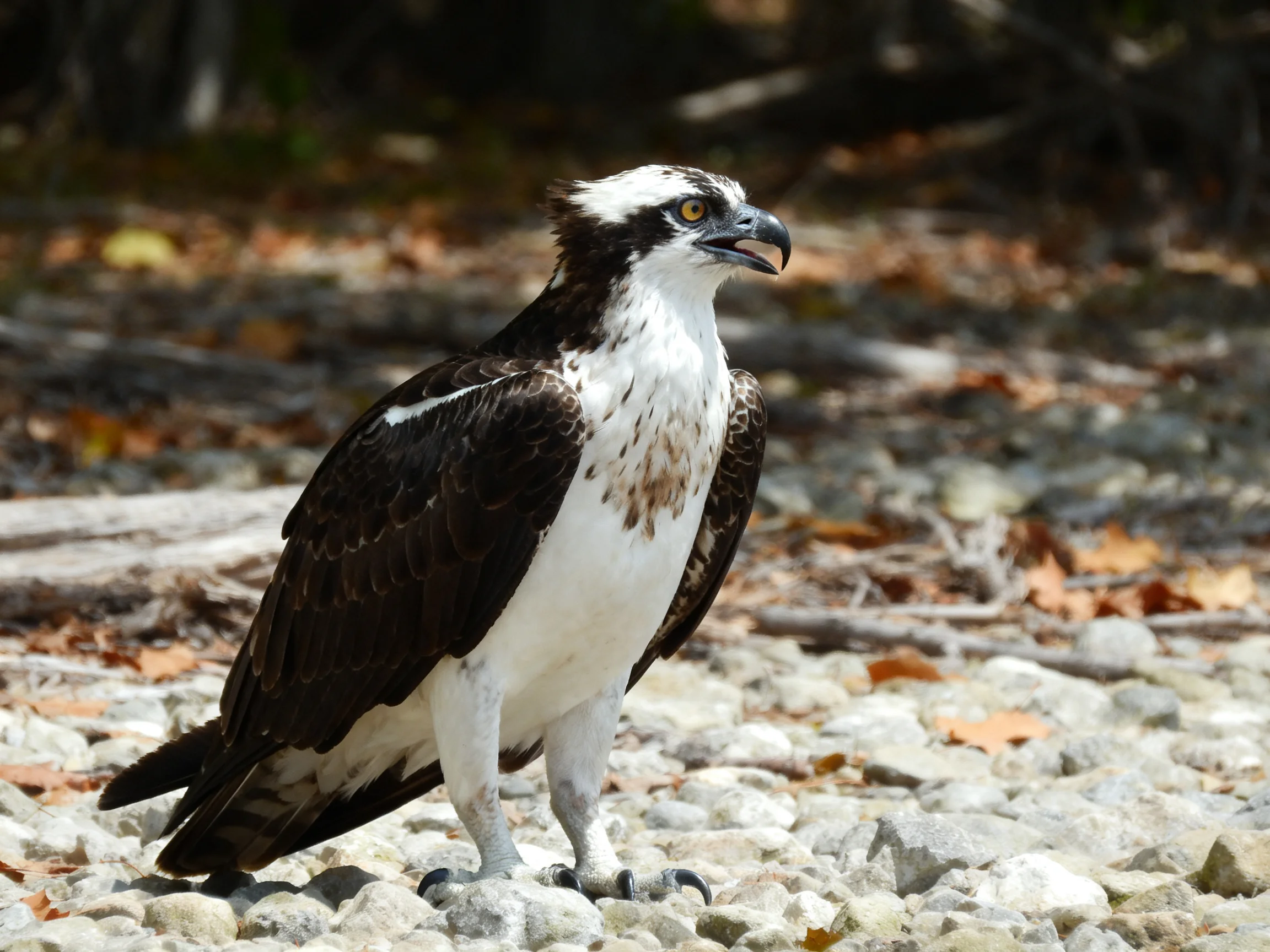 Osprey with dark brown and white feathers on rocky terrain