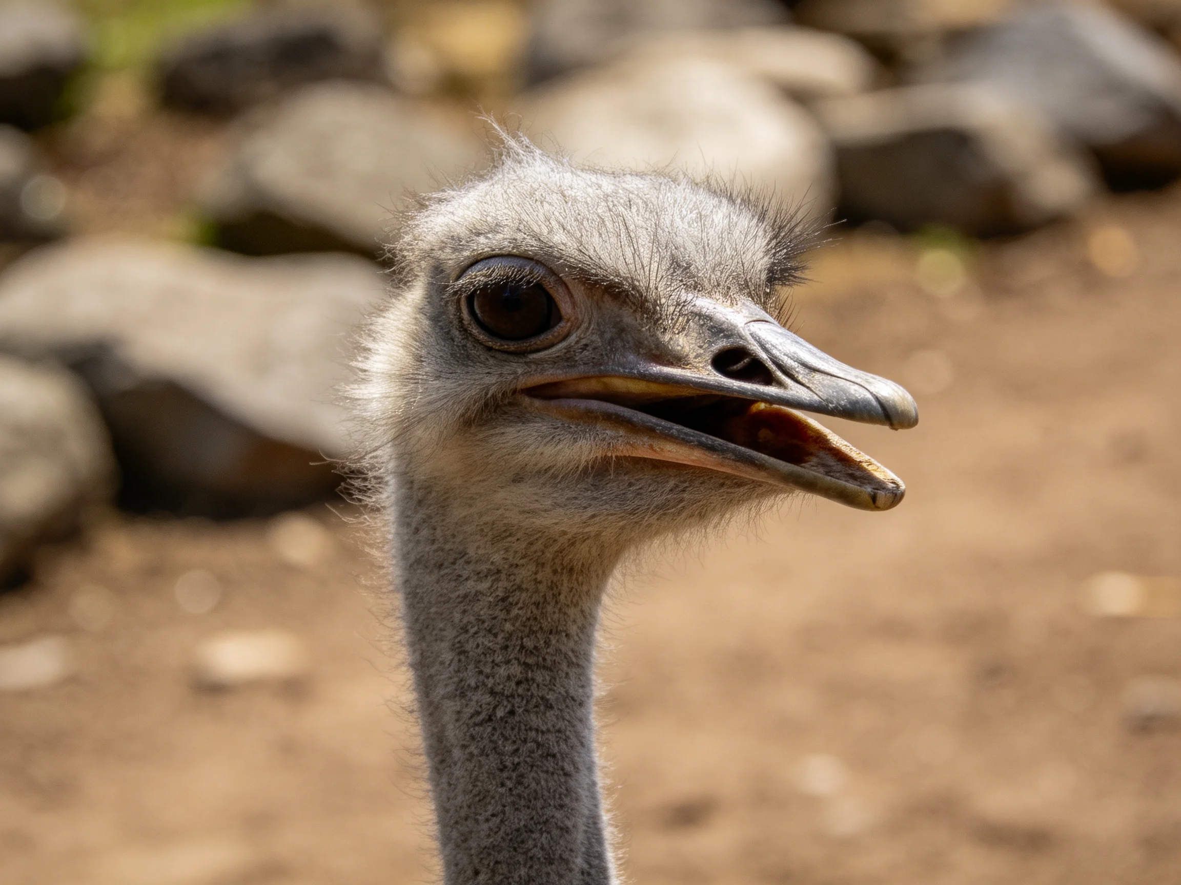 Ostrich head close - up with open beak and textured plumage