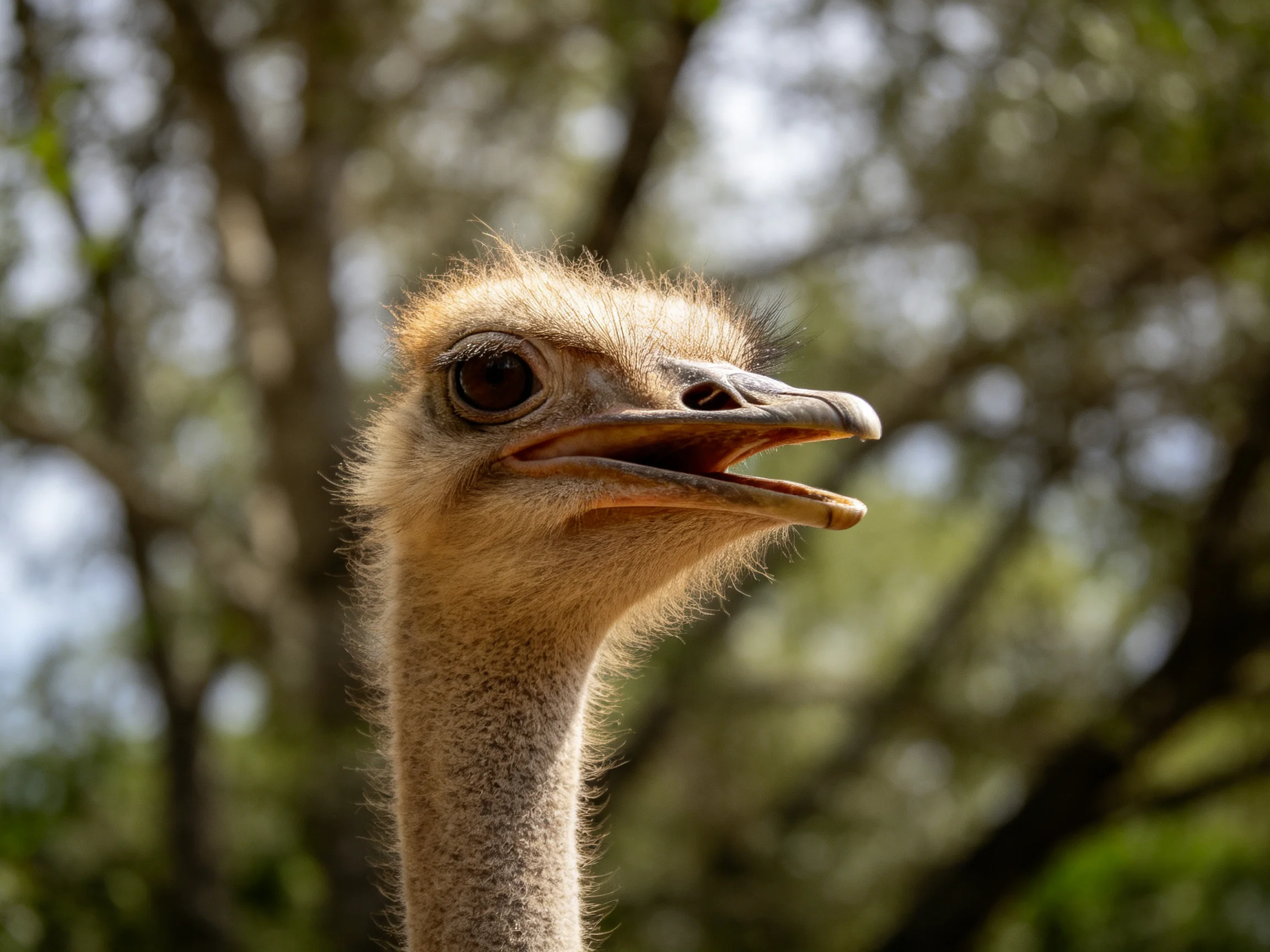 Ostrich head with open beak, blurred tree background