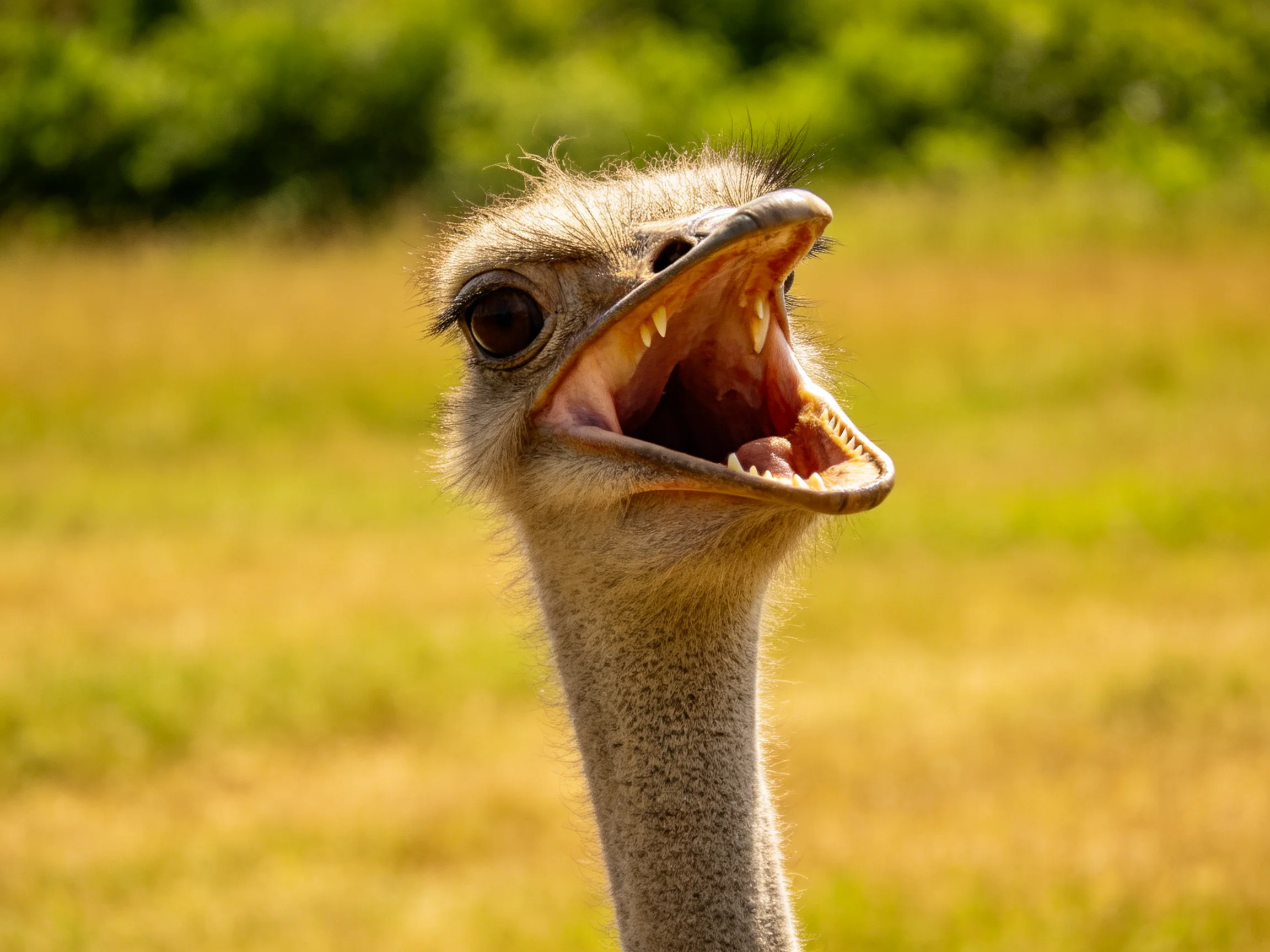 Ostrich with open beak in sunlit grassy landscape