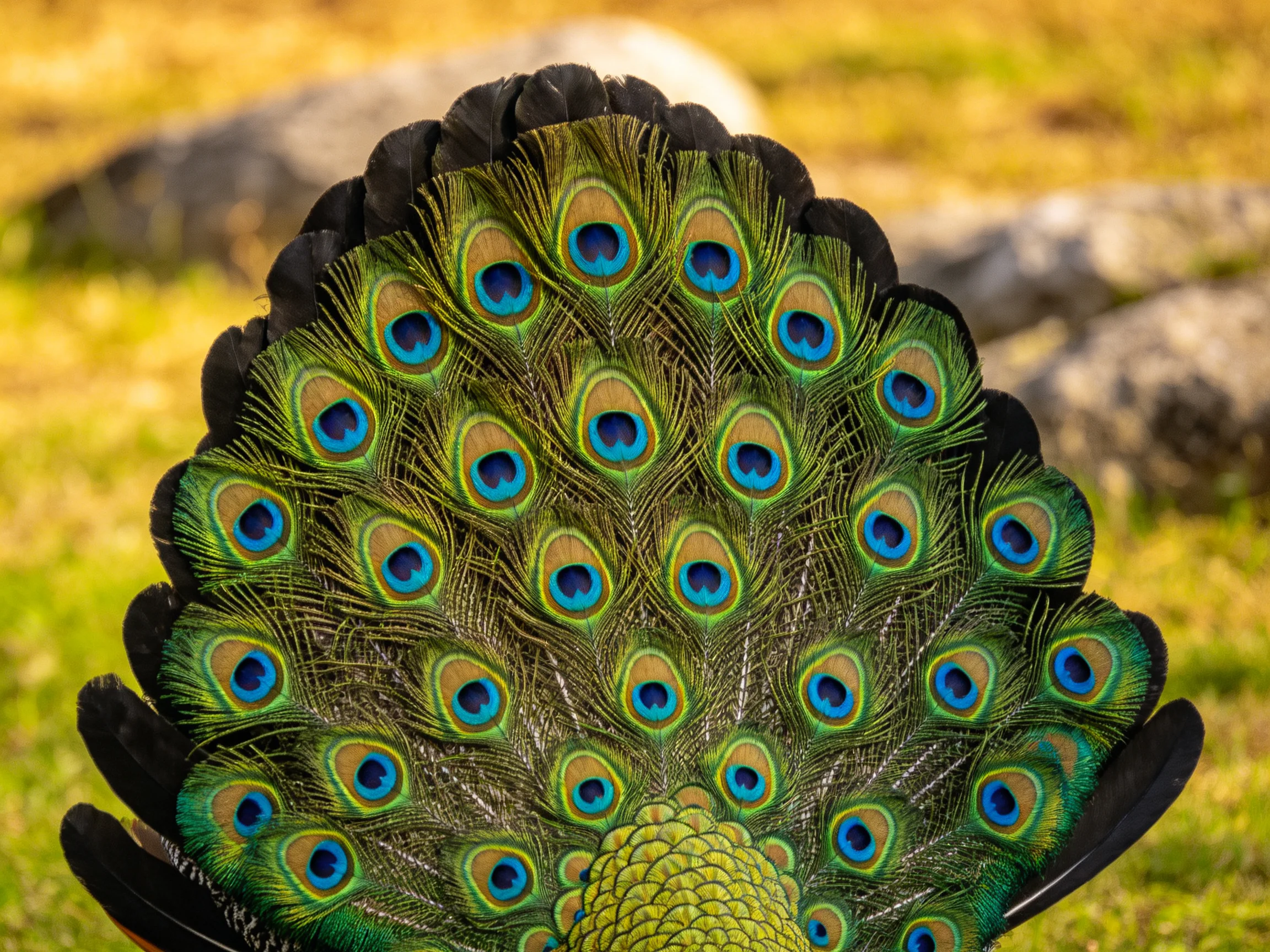 Peacock tail with numerous colorful eye-patterned feathers fanned out