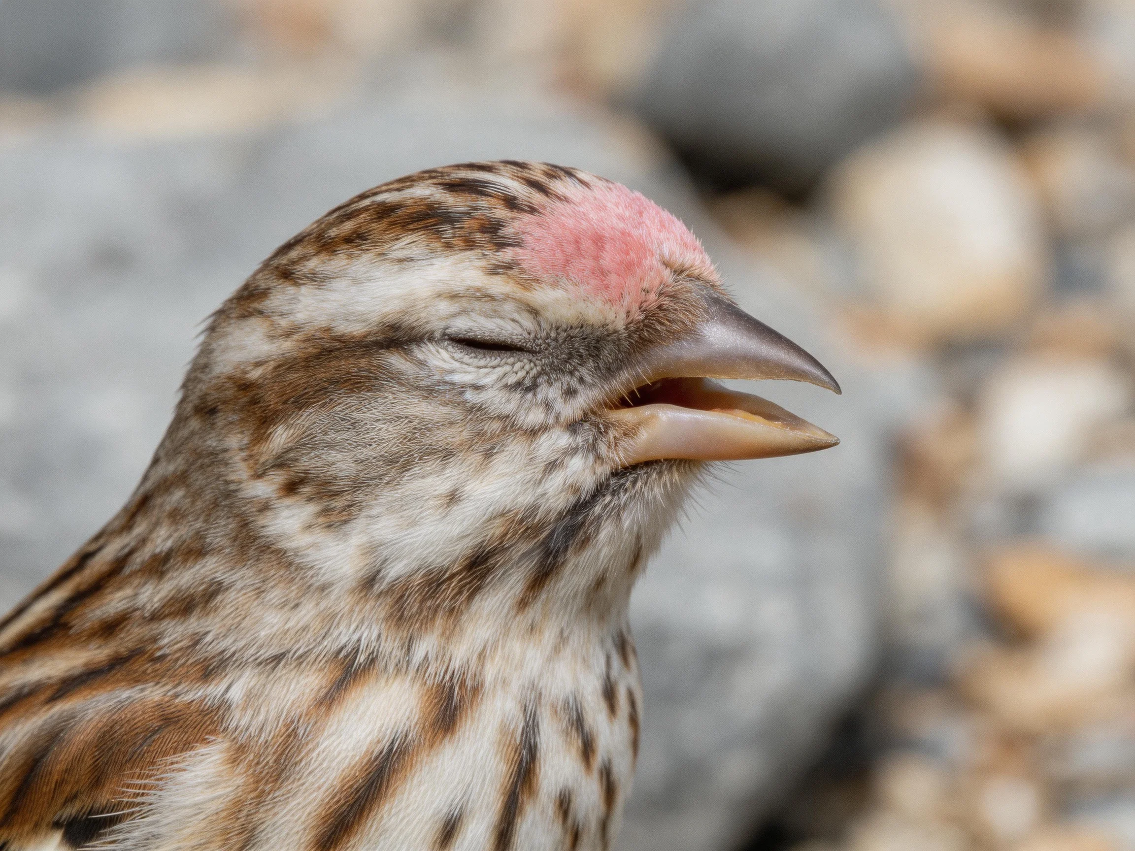Pink-crowned sparrow with brown and white striped plum near rocks