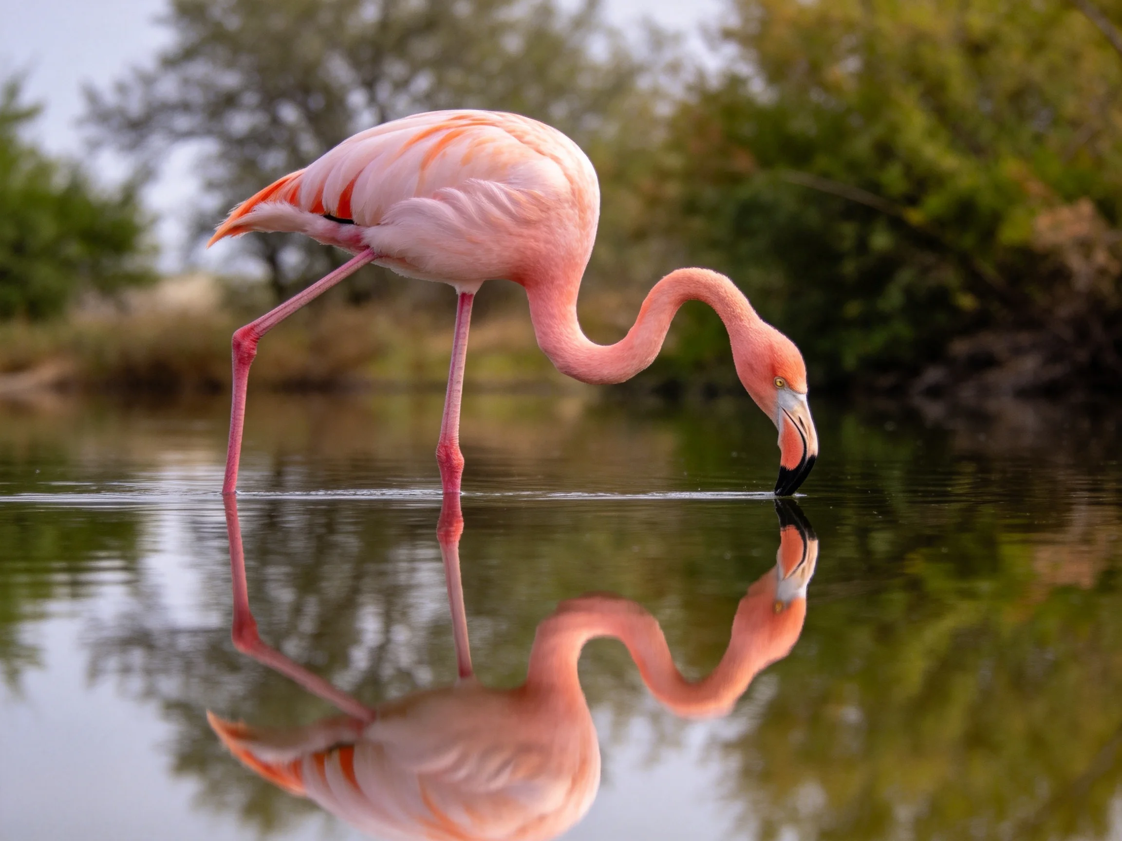 Pink flamingo drinking from calm water with clear reflection