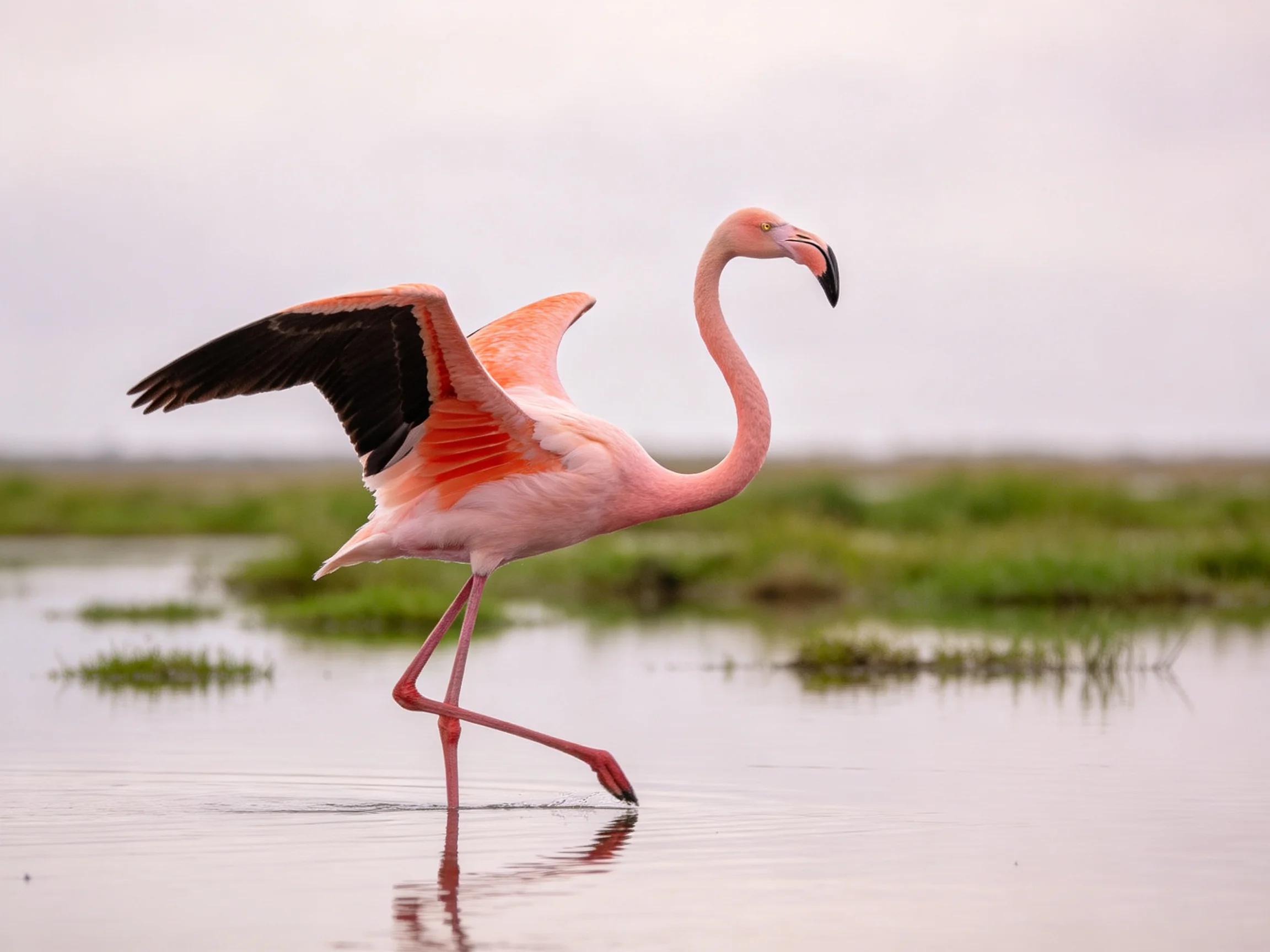 Pink flamingo spreading wings wades in calm wetland