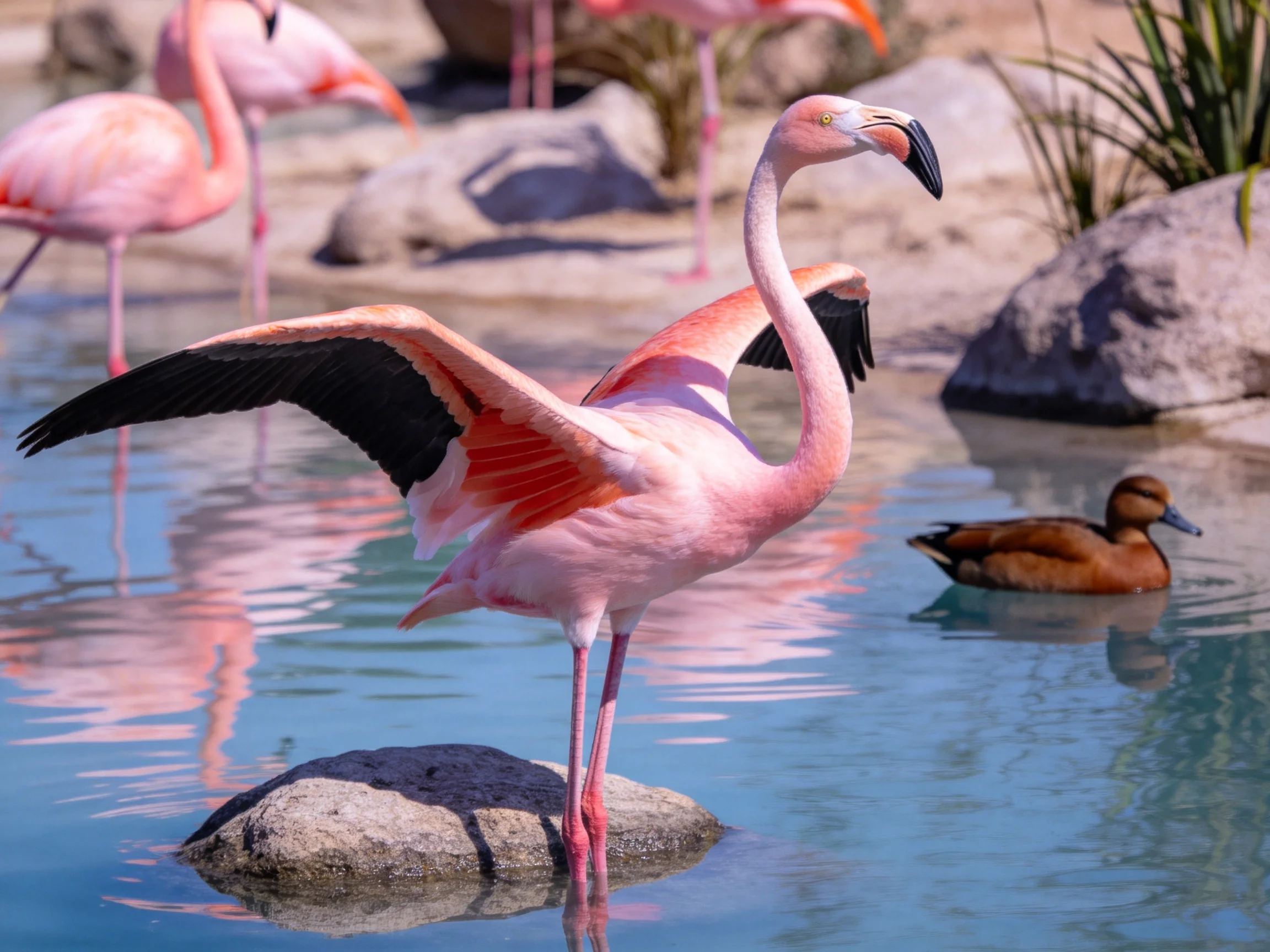 Pink flamingos spread wings by rocky waterside; brown duck swims nearby.