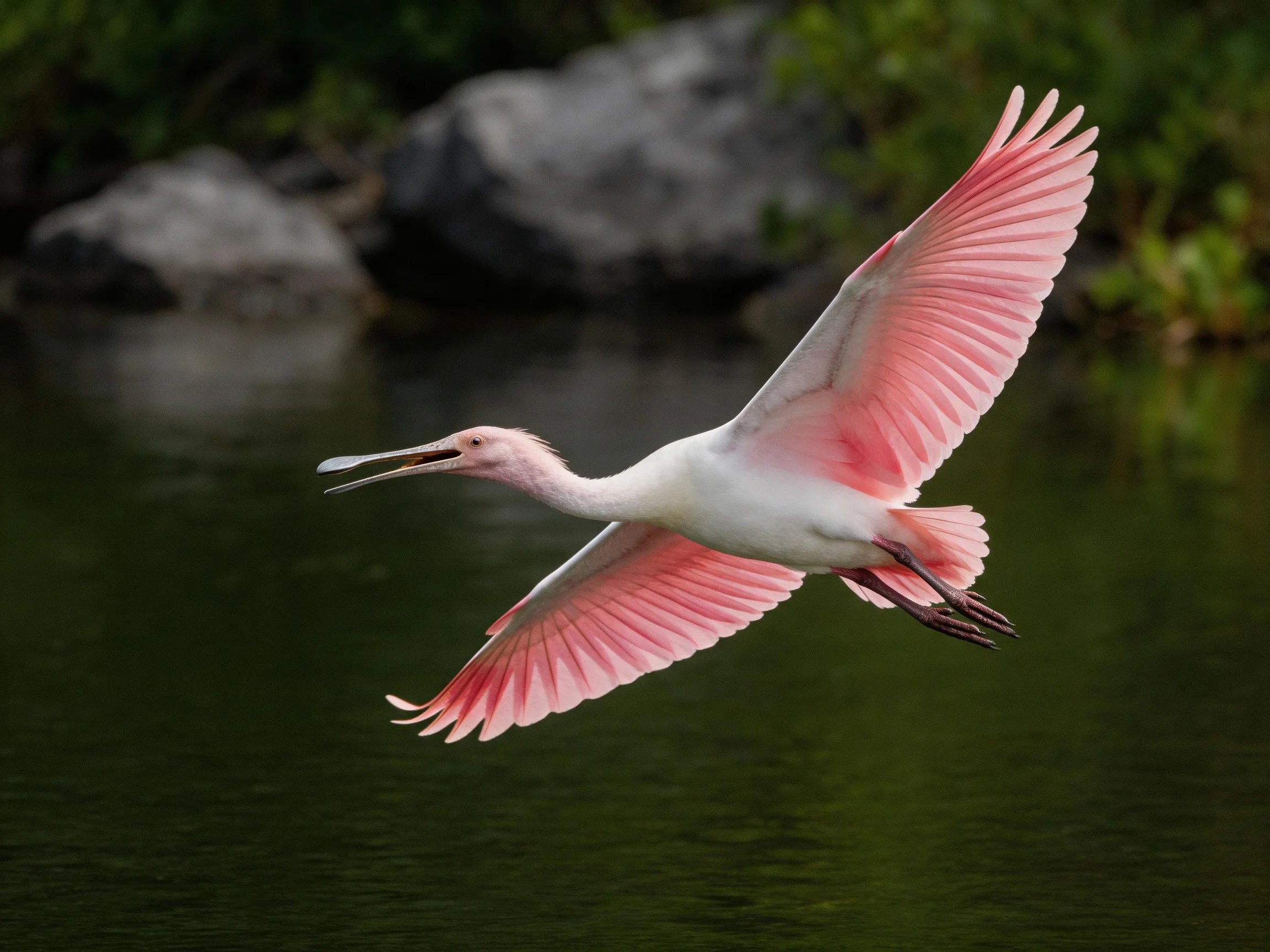 A pink spoonbill bird flies over calm water in a natural setting.