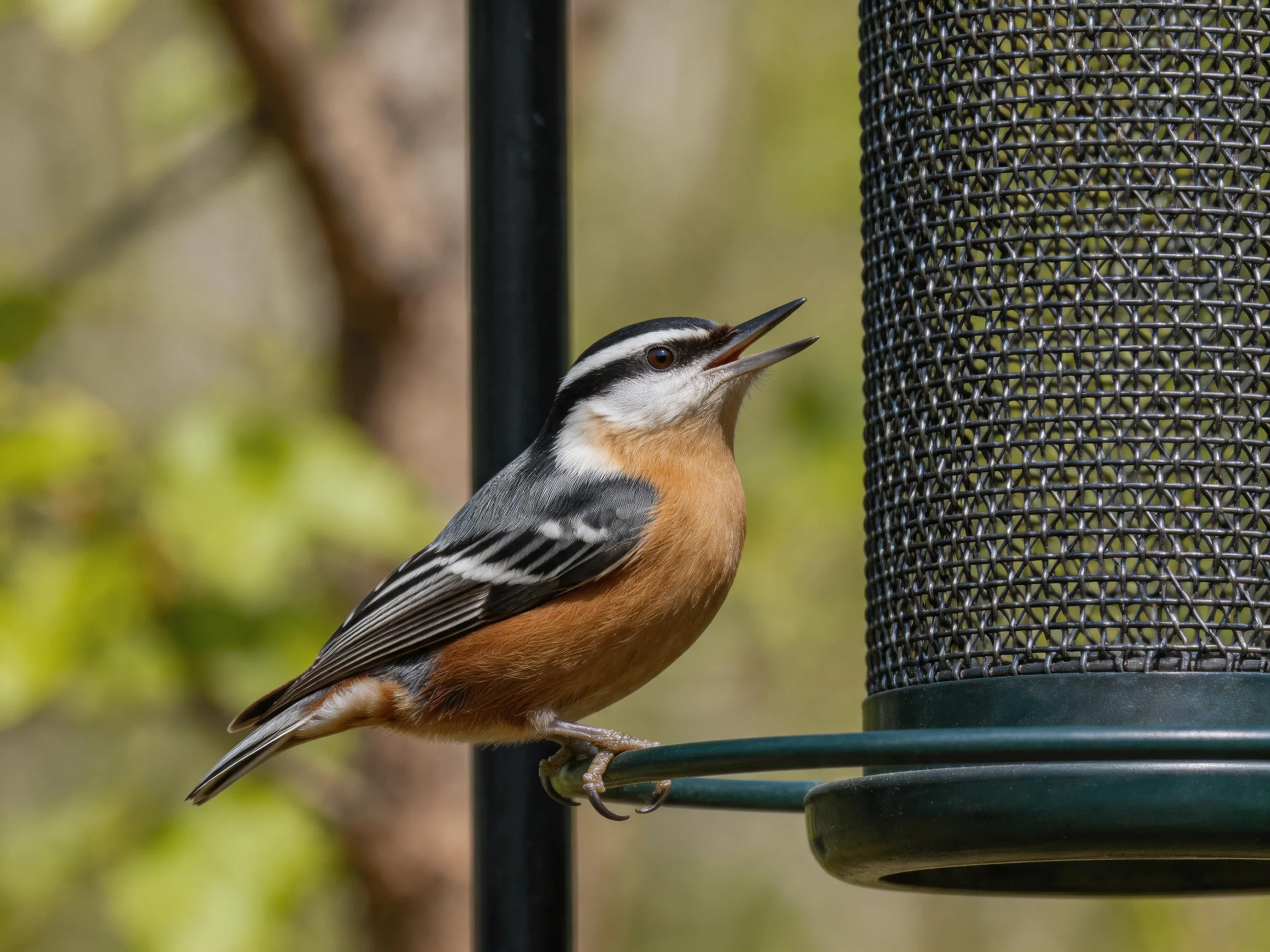 Red-breasted nuthatch perched on mesh bird feeder