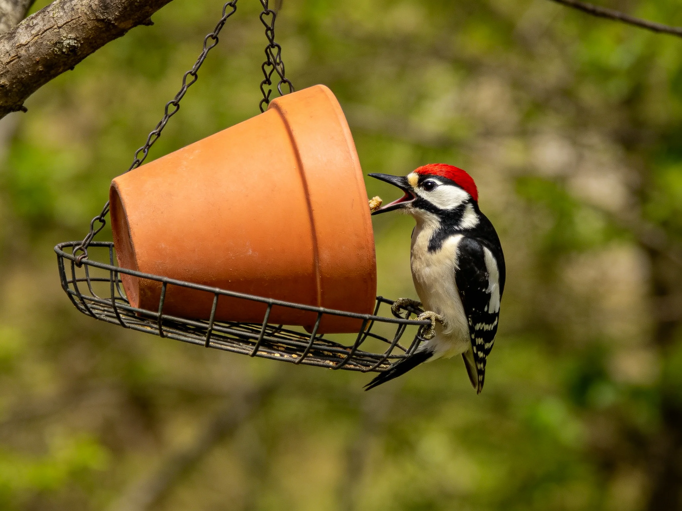 Red-capped woodpecker feeding at hanging terracotta feeder