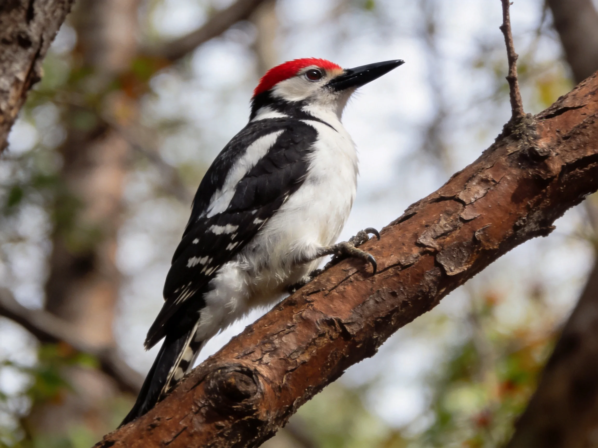 Red-capped woodpecker with black and white plumage on a brown tree branch