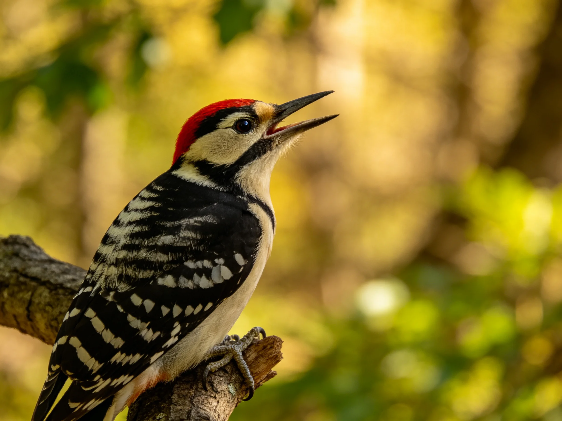 Red-capped woodpecker with black-and-white plumage perches on a tree branch.