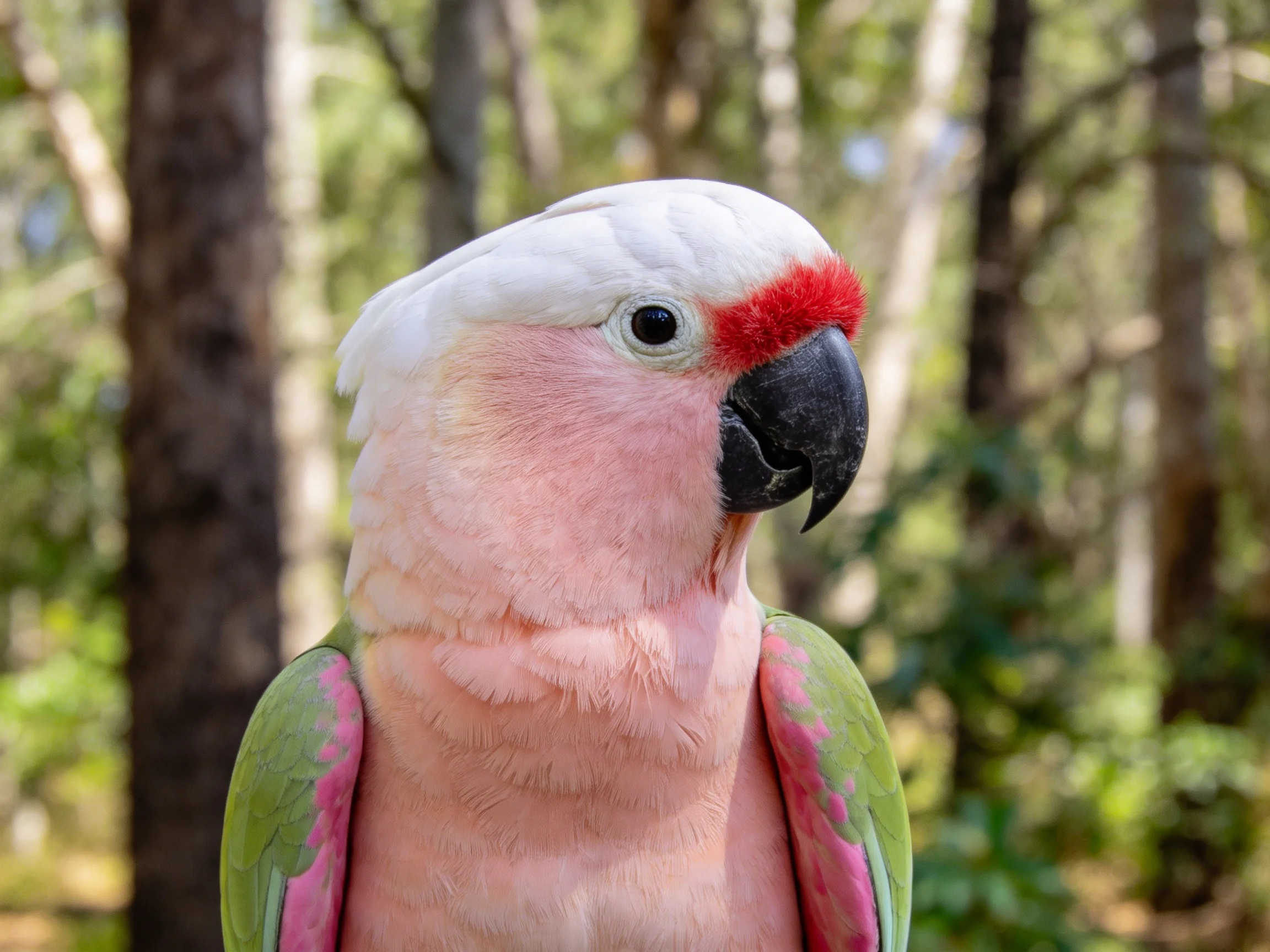 Red-crested pink cockatoo with green wings in forest