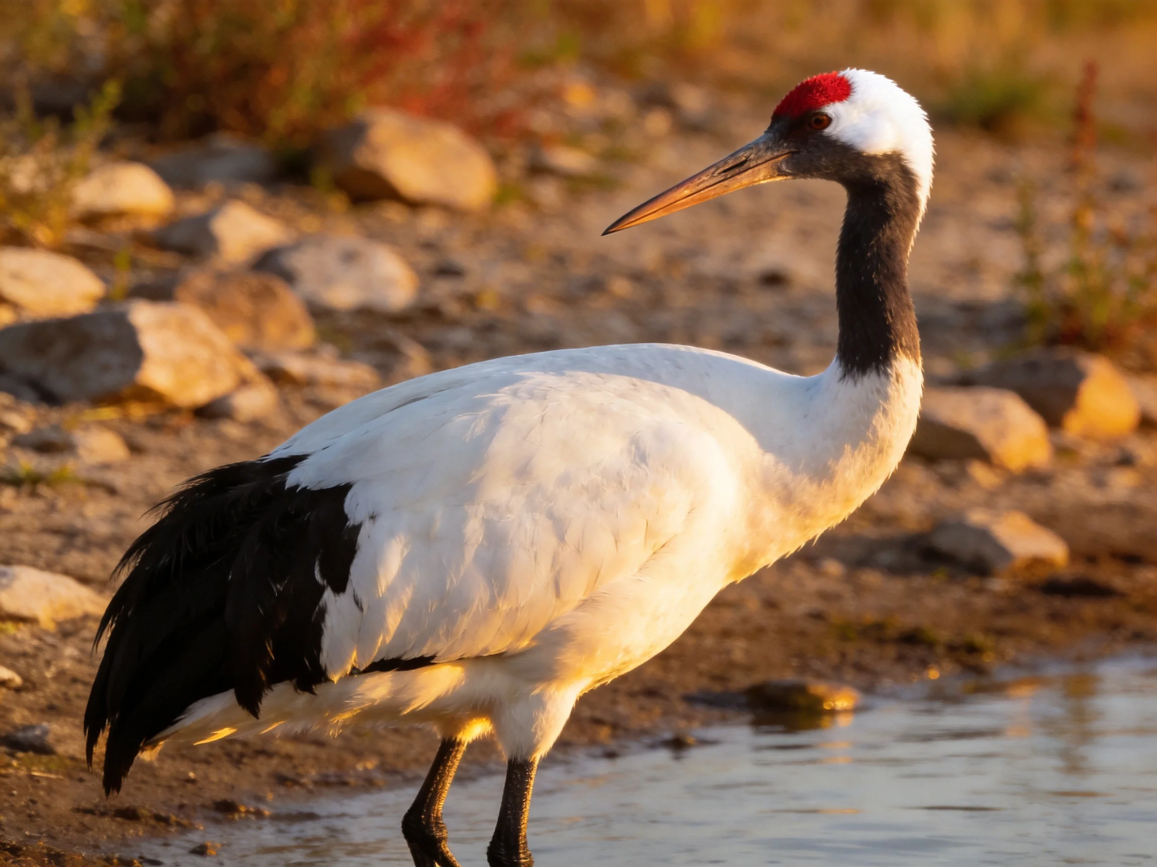 Red-crowned crane near water with rocky terrain