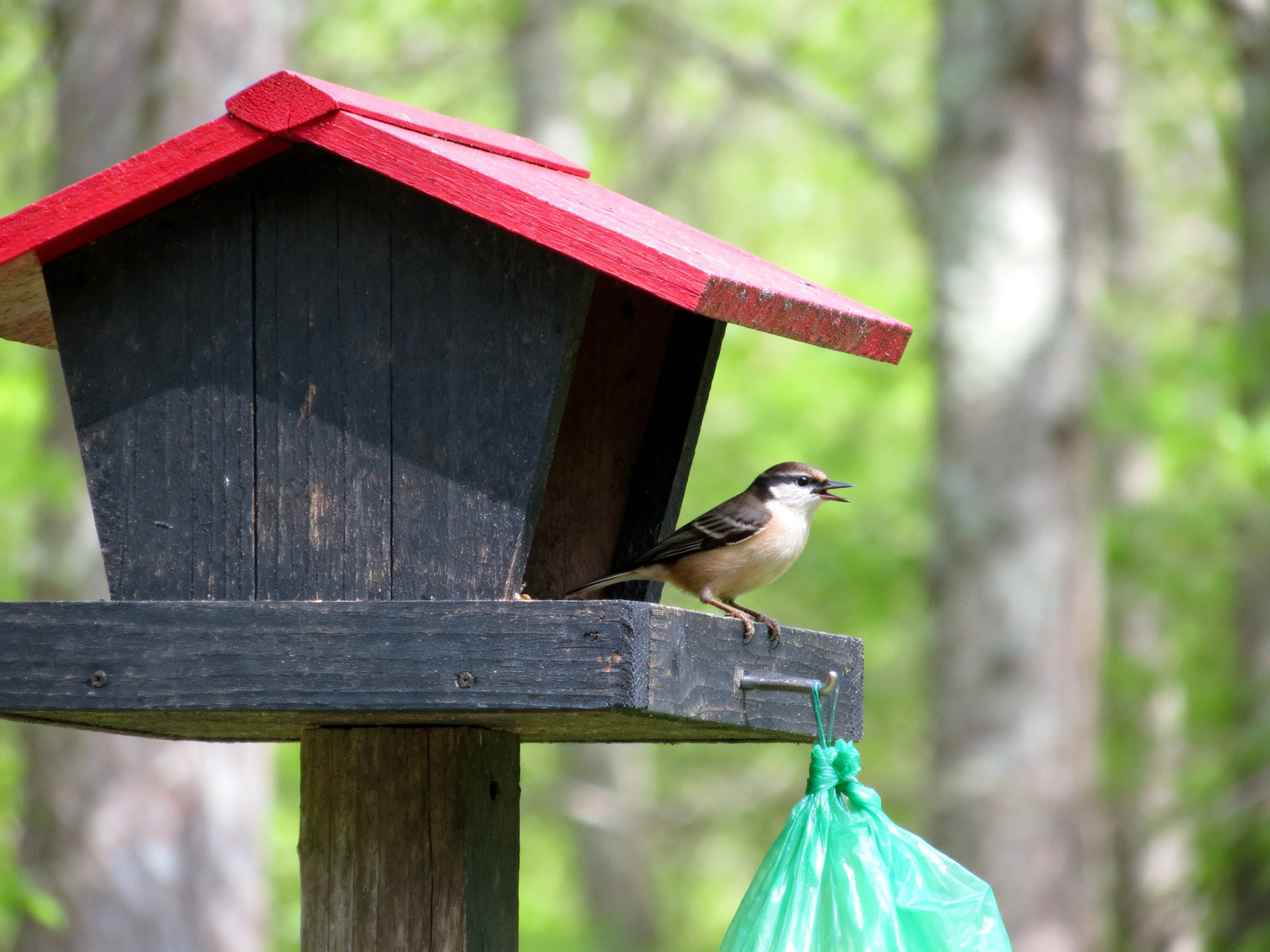 Small bird perches on a red-roofed black wooden birdhouse with a green bag nearby.