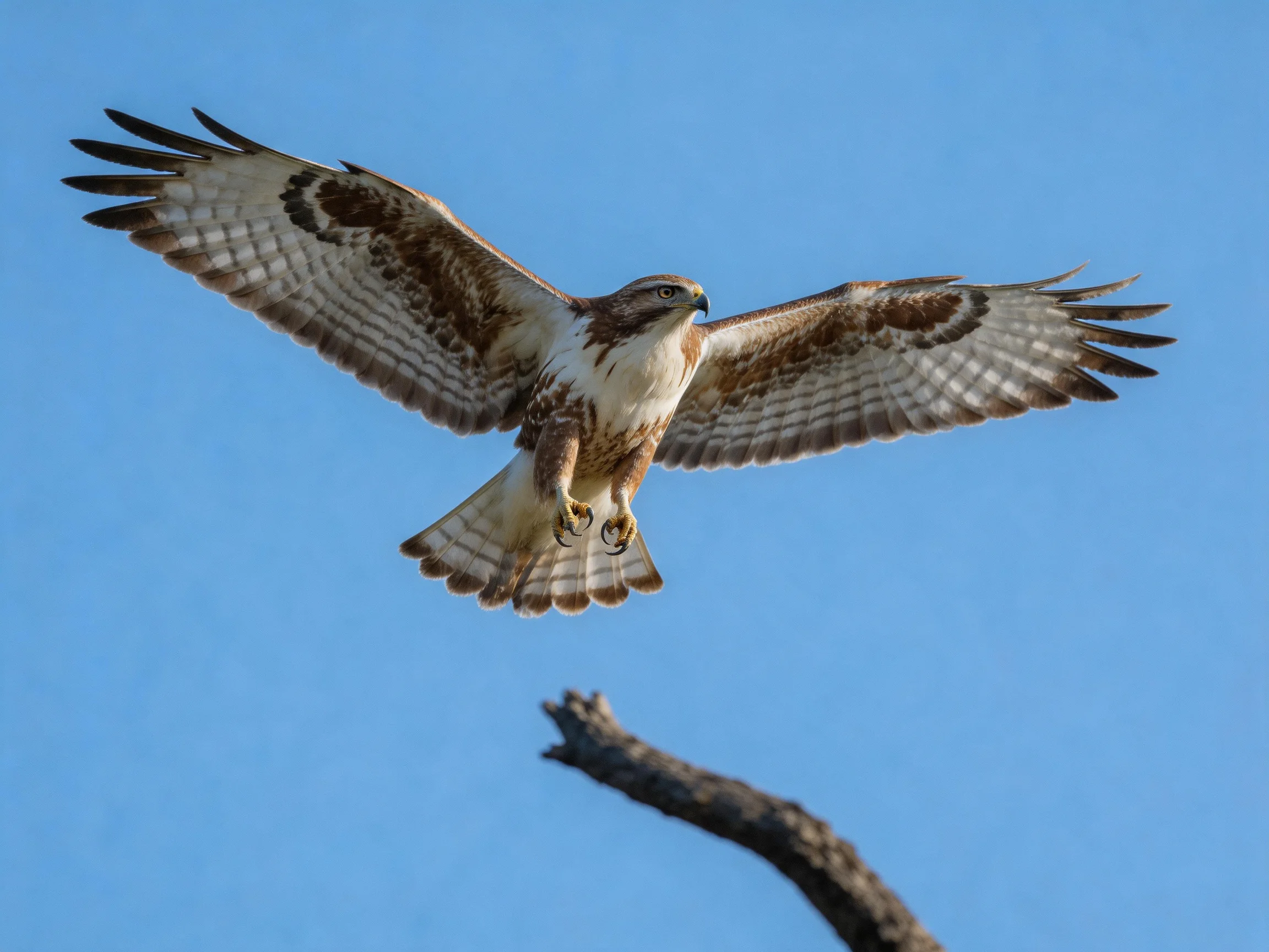 Red-tailed hawk flies with outstretched wings near a bare tree branch