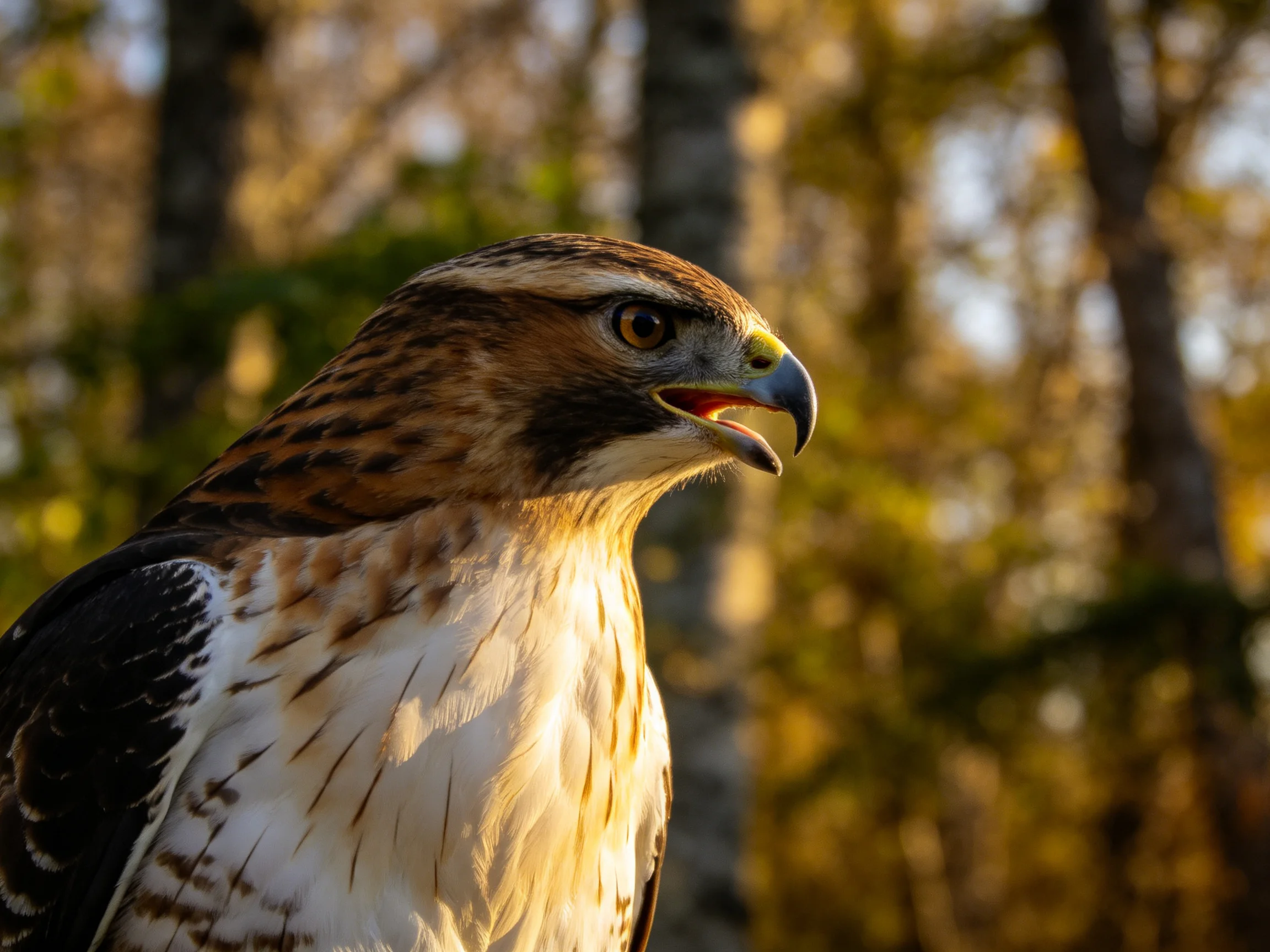 Red-tailed hawk profile with golden forest backdrop