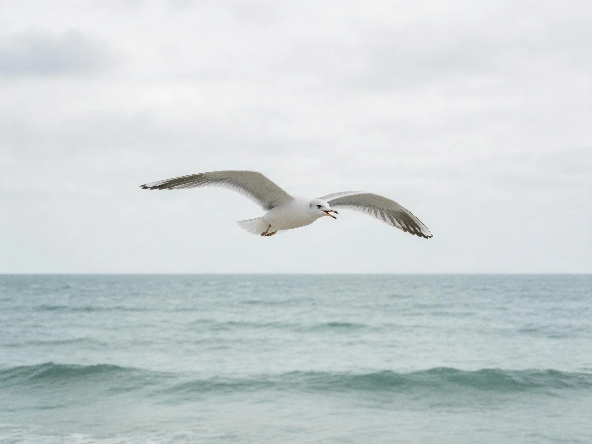 Seagull flies over calm blue ocean under gray sky
