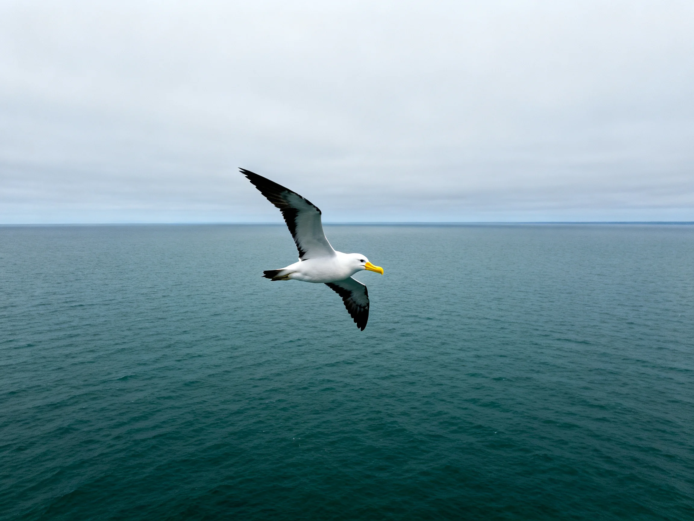 Seagull soaring over vast teal ocean under gray cloudy sky