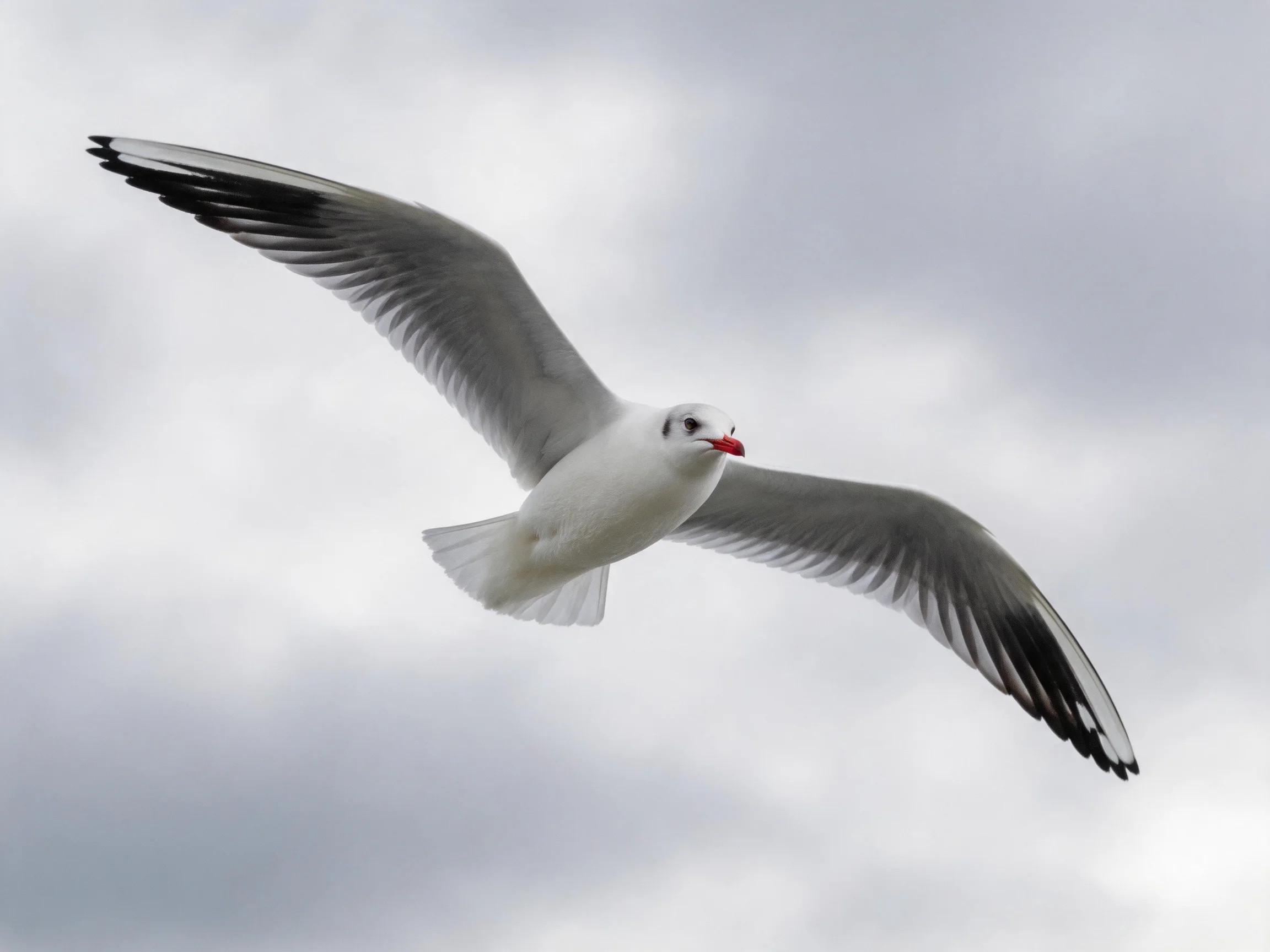 Seagull with gray wings and red beak soaring against cloudy sky