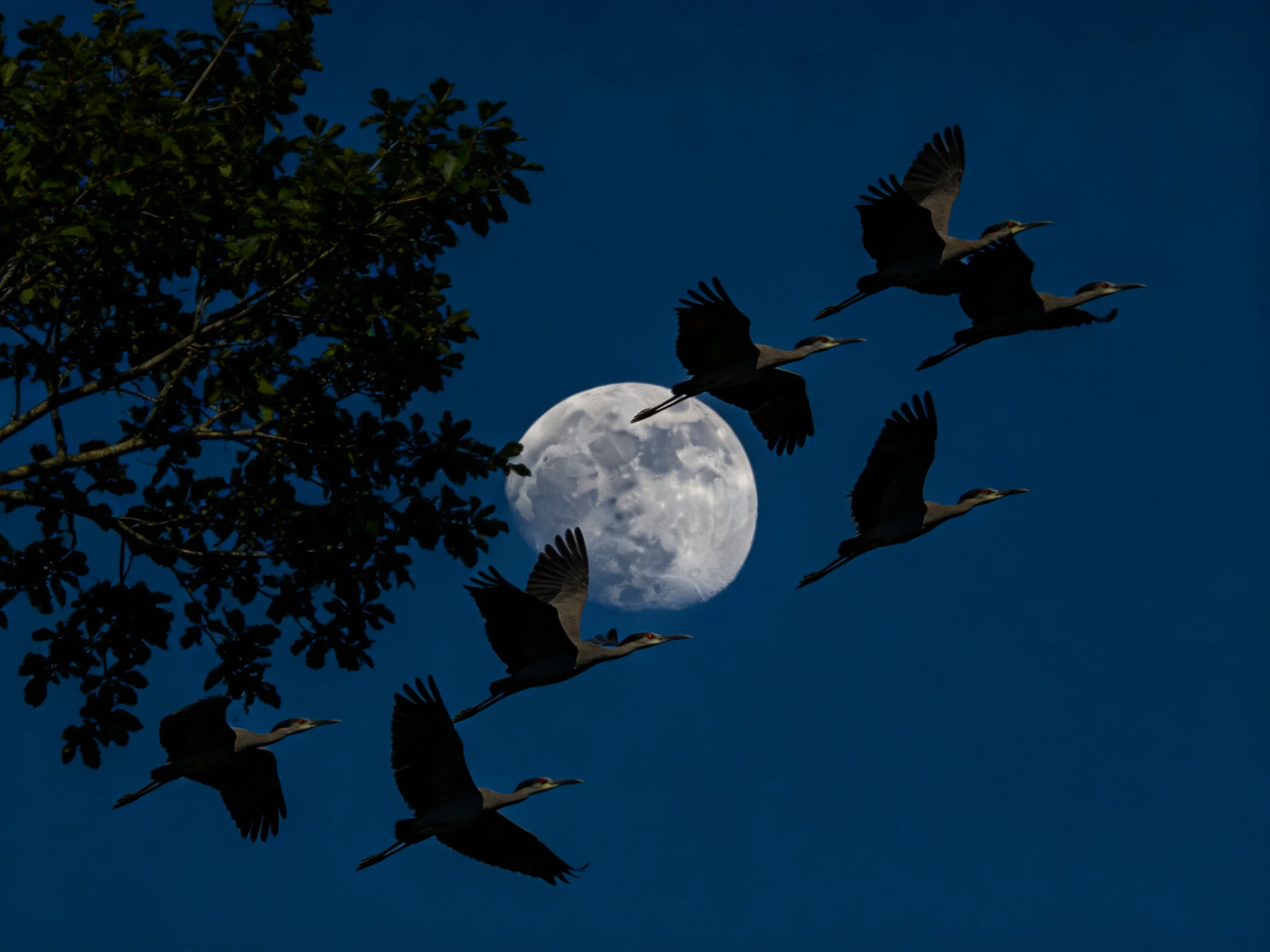 Seven birds fly past a full moon near dark tree branches
