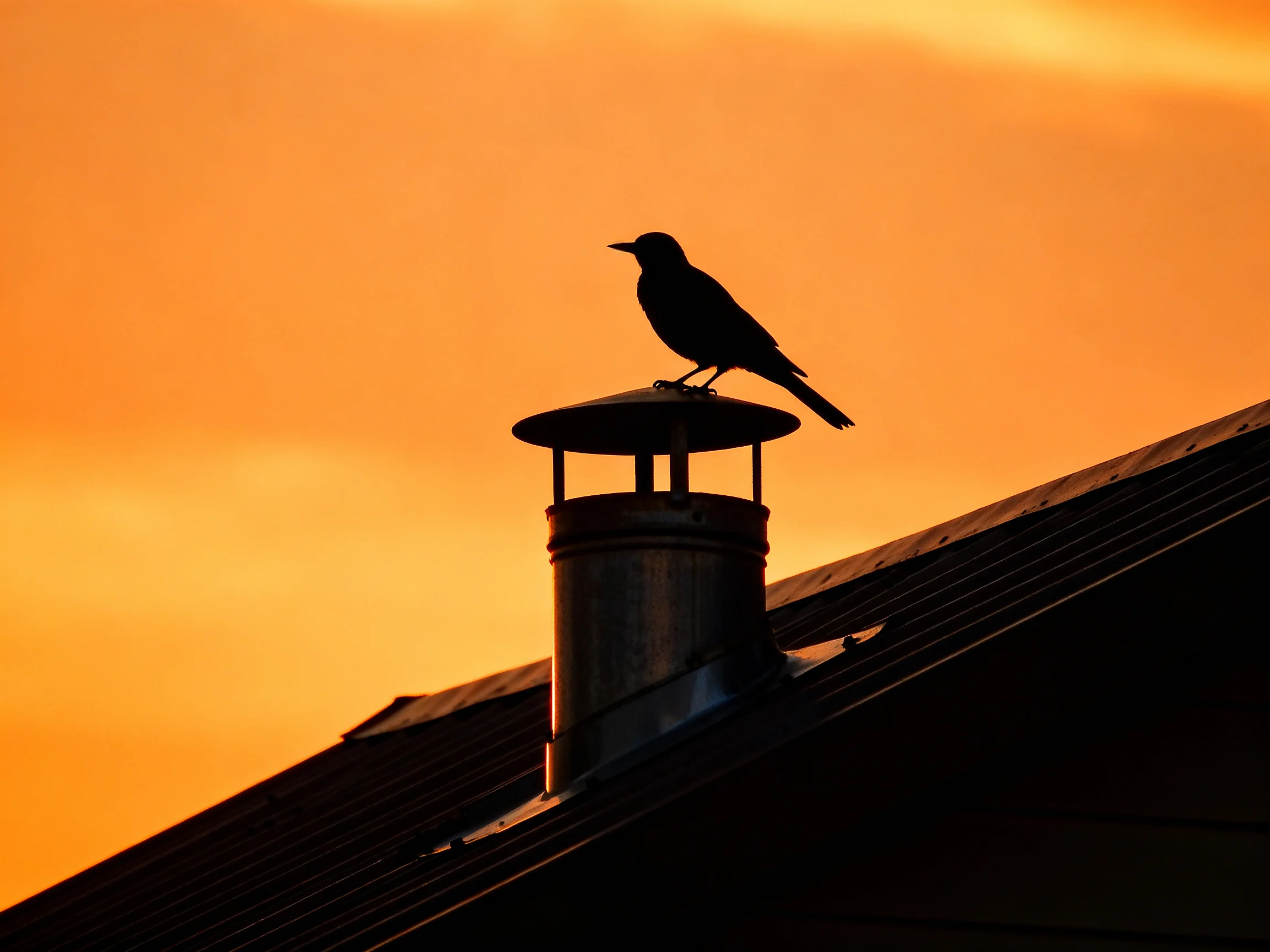 Silhouetted Bird Perched on Chimney Against Vibrant Orange Sunset