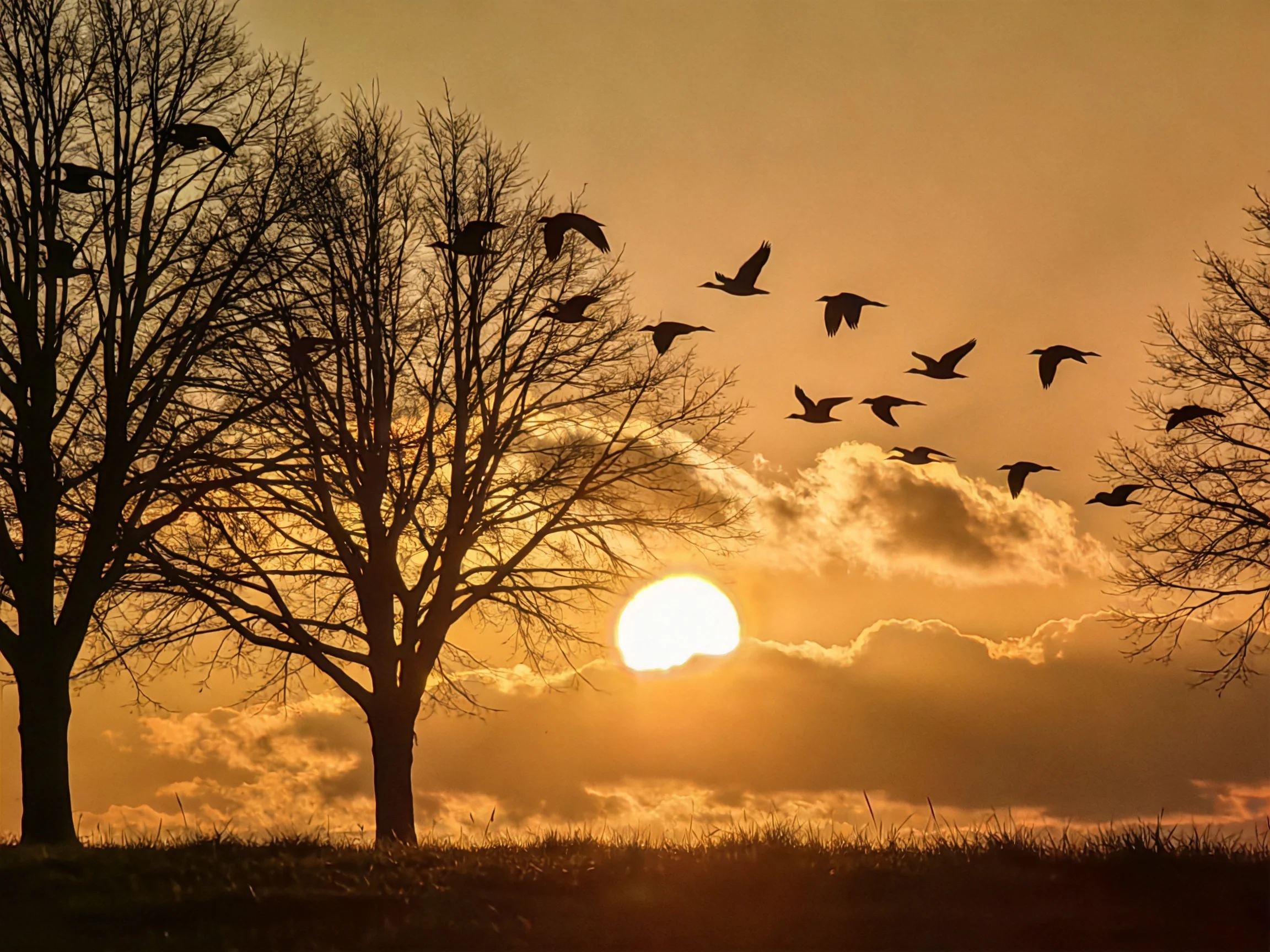 Silhouetted bare trees, golden sunset, bird flock in flight