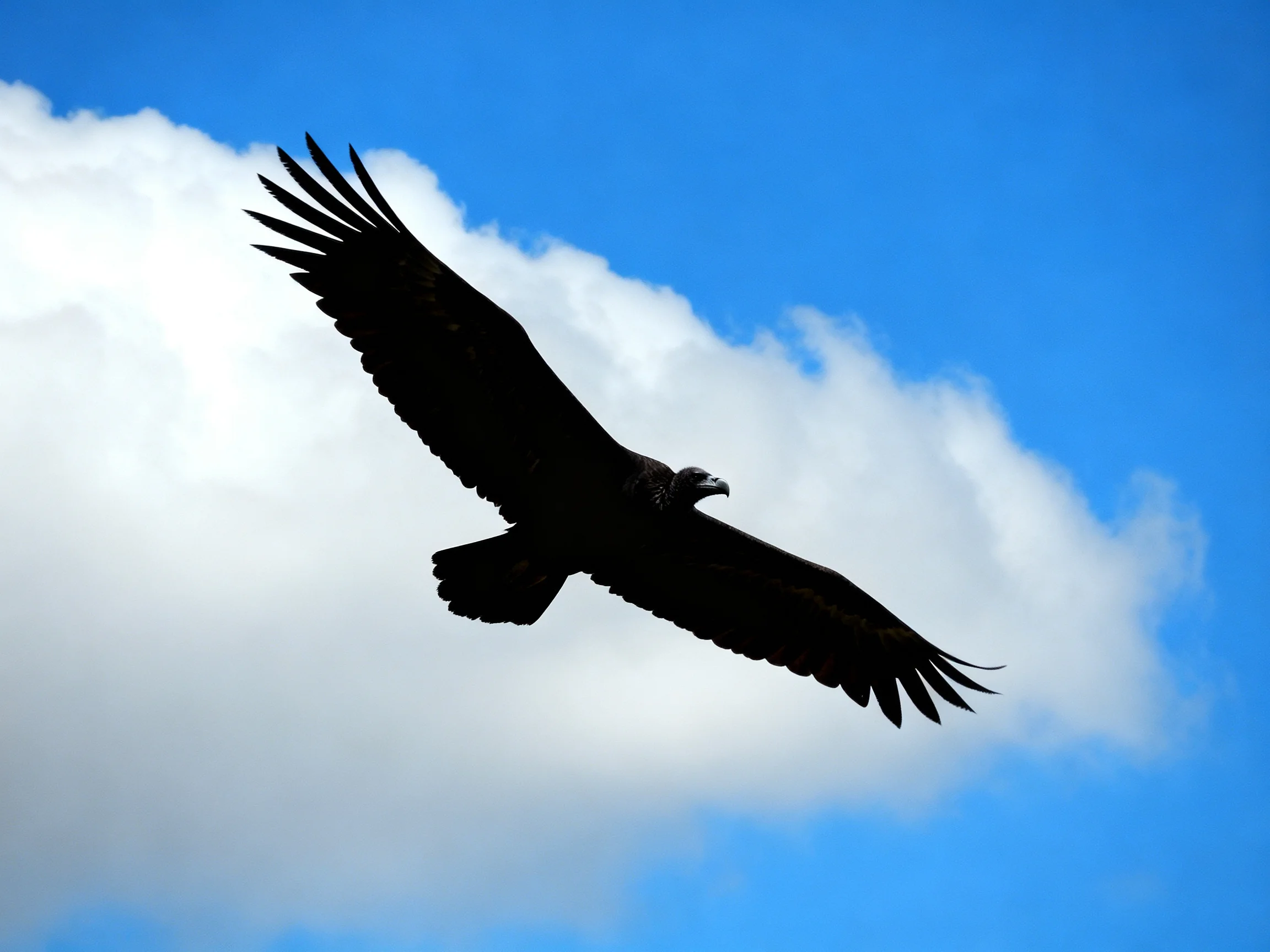 Silhouetted bird gliding through bright blue sky with fluffy clouds