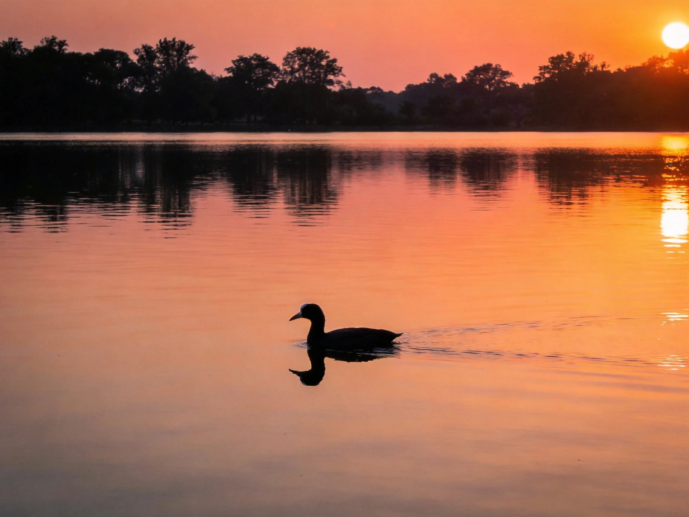 Silhouetted duck glides across calm water at vibrant sunset