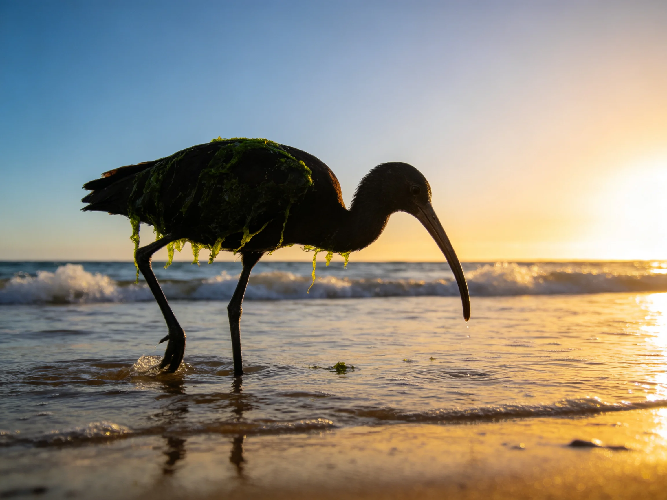 Silhouetted ibis with seaweed walks along shoreline at sunset