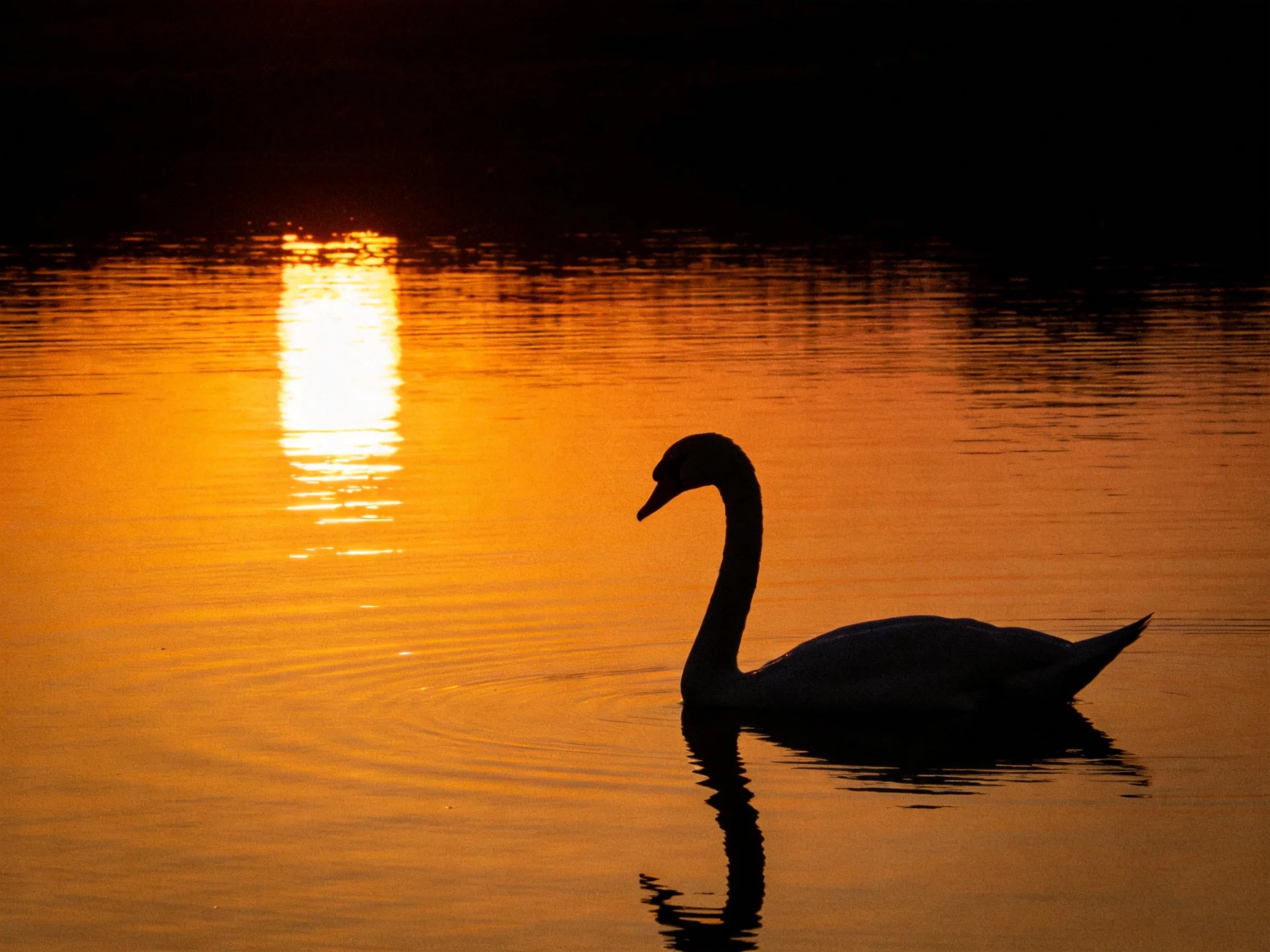 Silhouetted swan glides on golden water at sunset