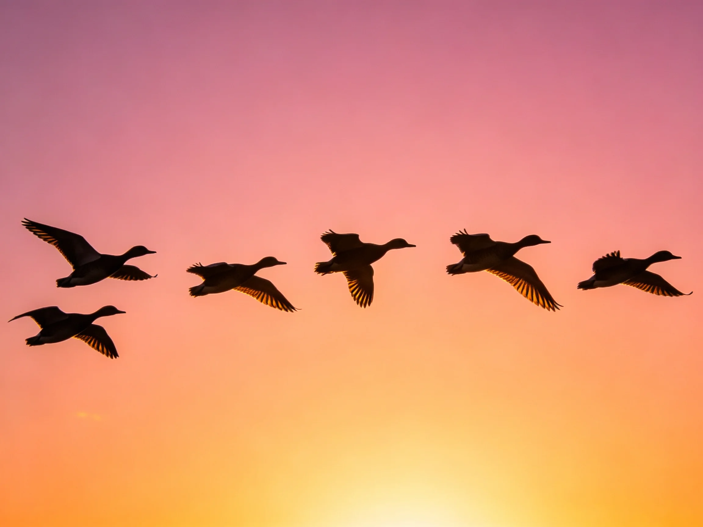 Silhouetted waterfowl soaring through a gradient sunset sky