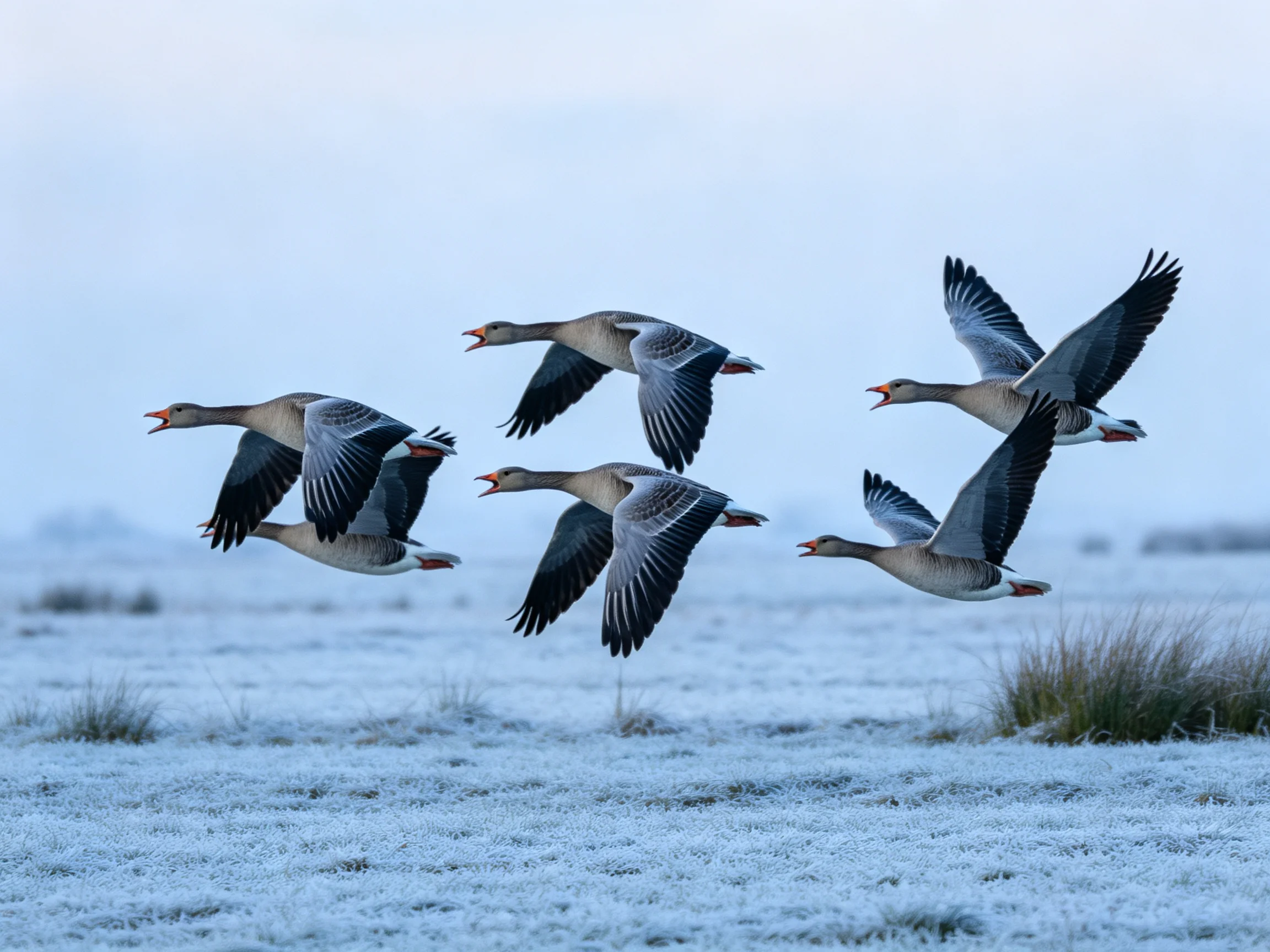Six gray geese flying over frosty winter landscape