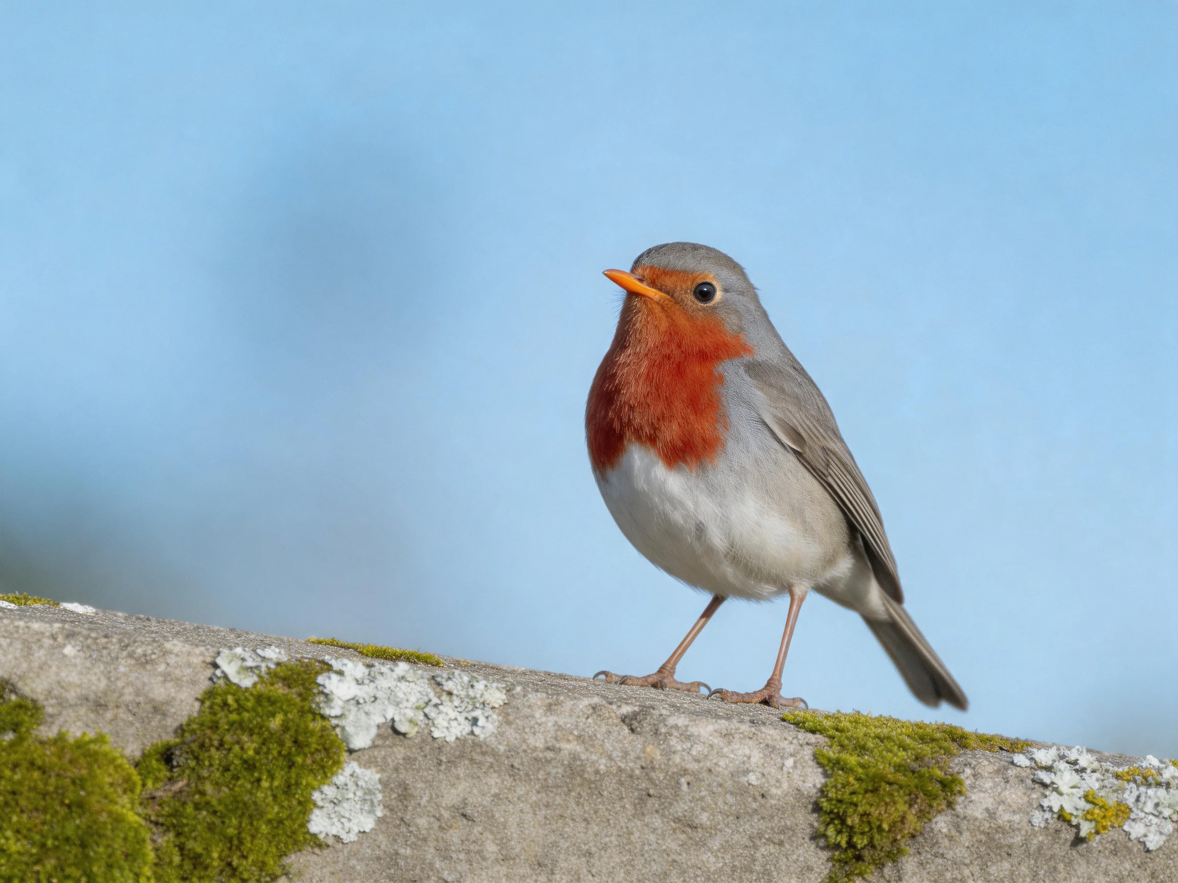 Small bird with bright red chest perched on mossy stone ledge