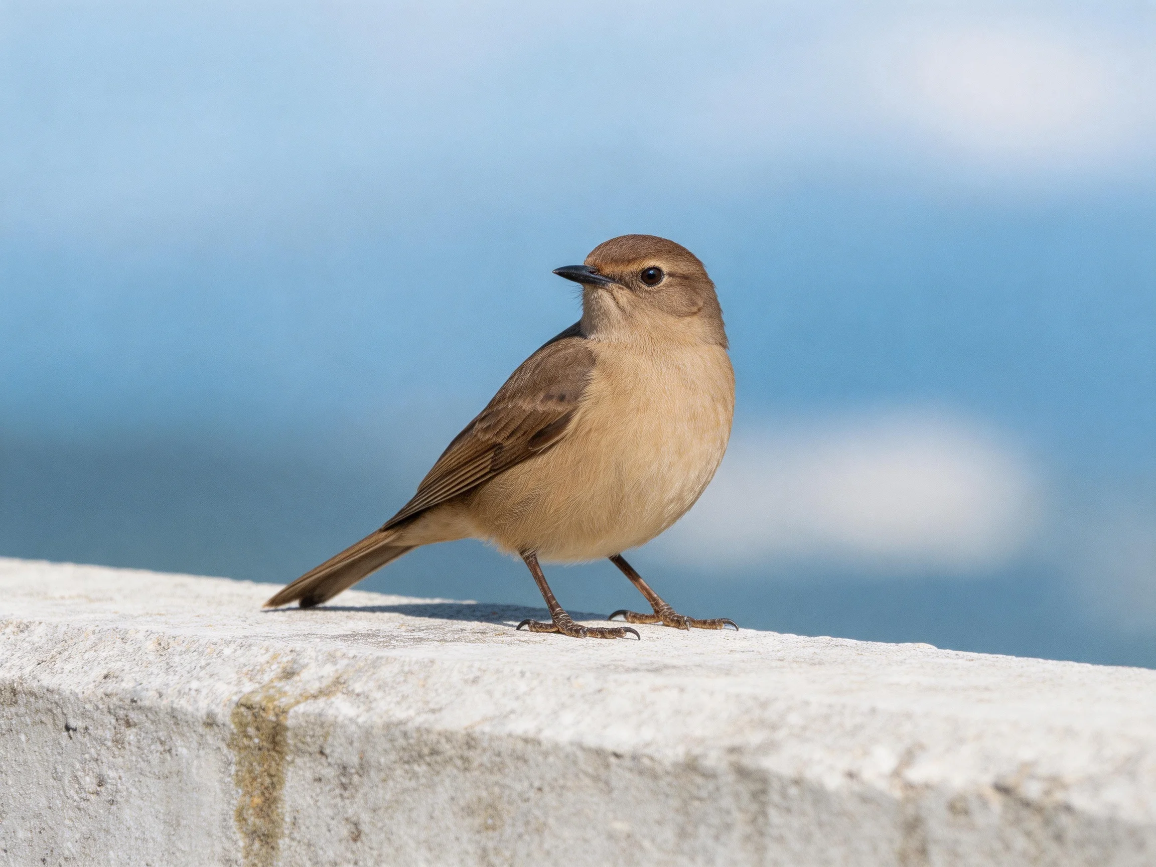 Small brown bird perched on weathered concrete ledge