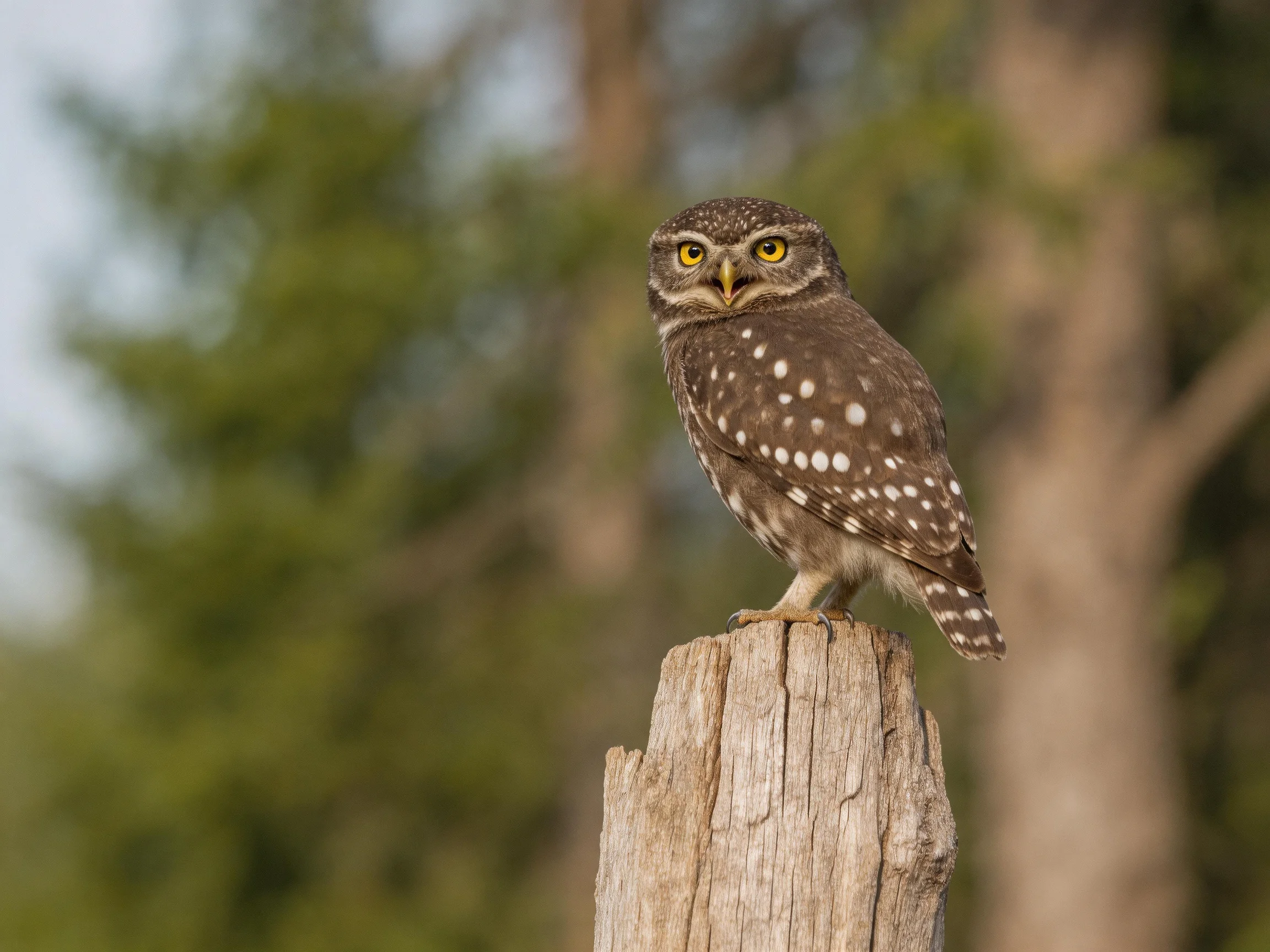 Small brown-spotted owl perched on weathered wooden post