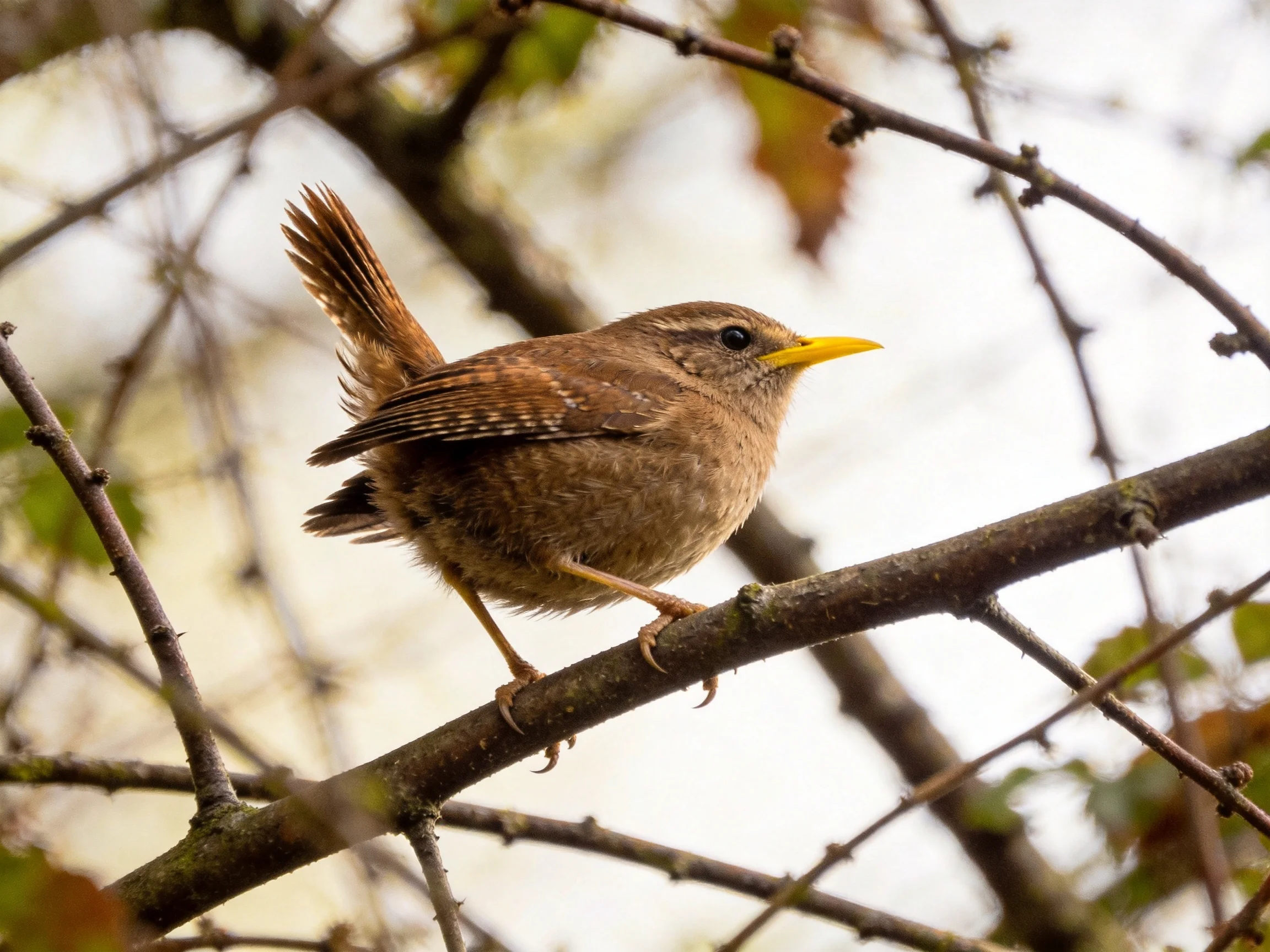 Small brown wren with yellow beak perched on tree branches