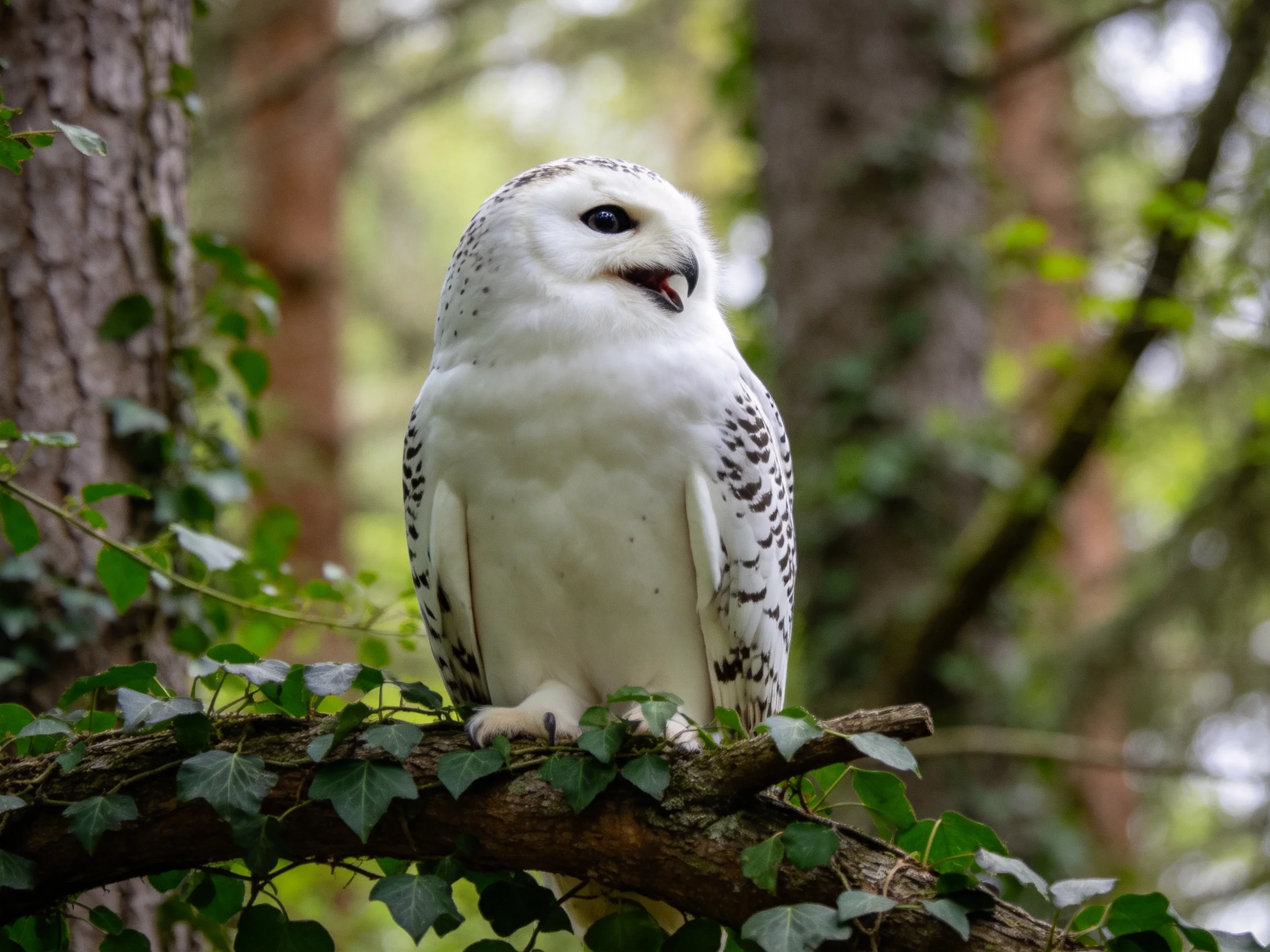 Snowy owl perched on an ivy-covered branch in a forest