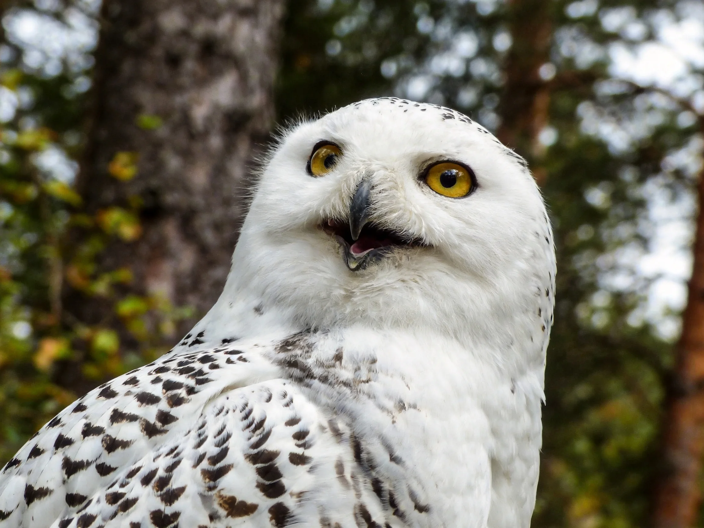 Snowy owl with black-spotted feathers and golden eyes