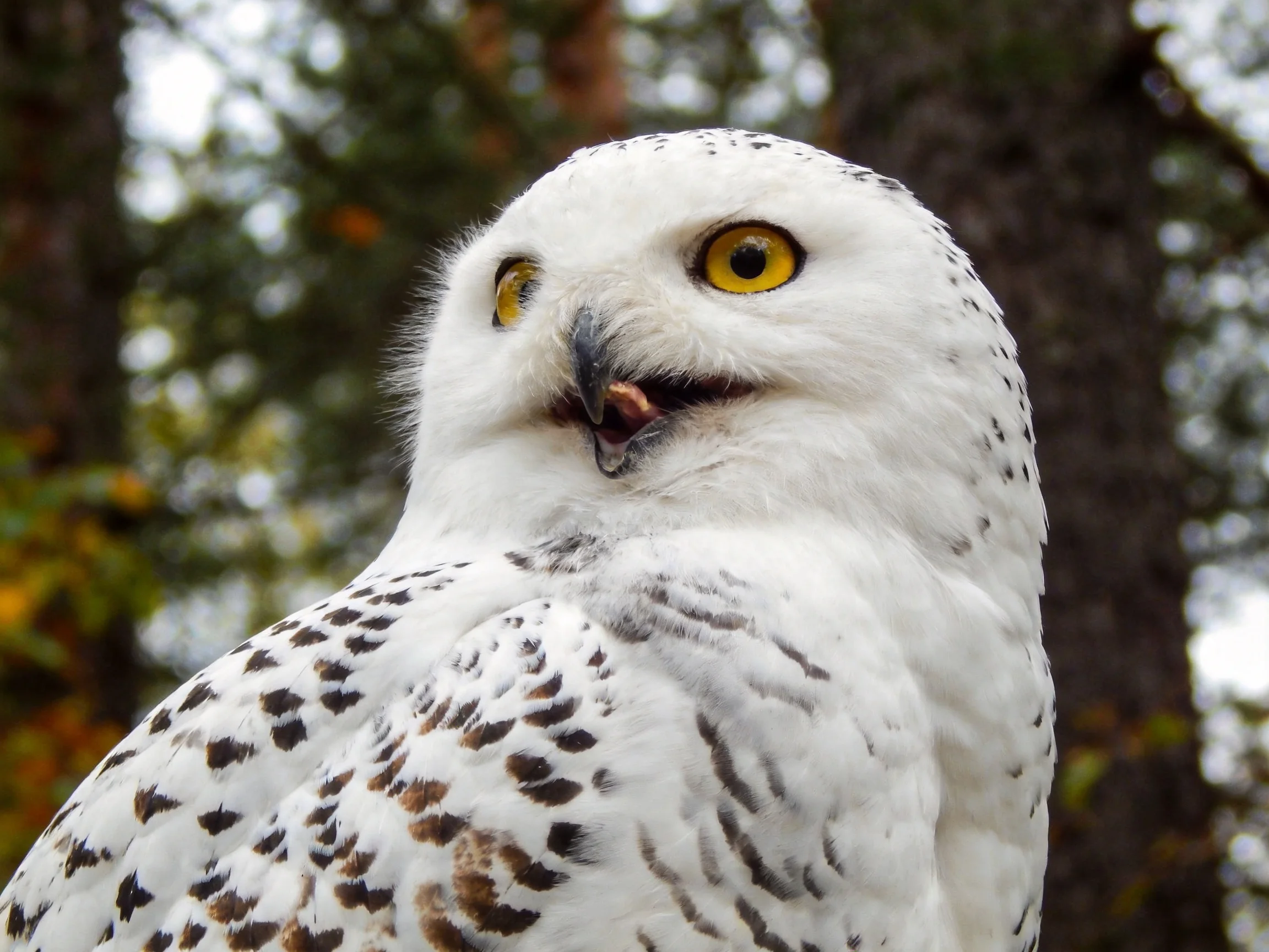 Snowy owl with bright yellow eyes near forest trees