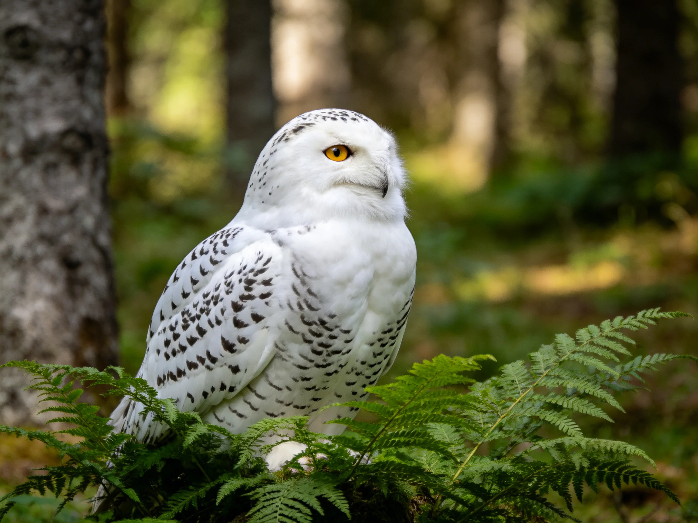 Snowy owl with yellow eyes perched among ferns in sunlit forest