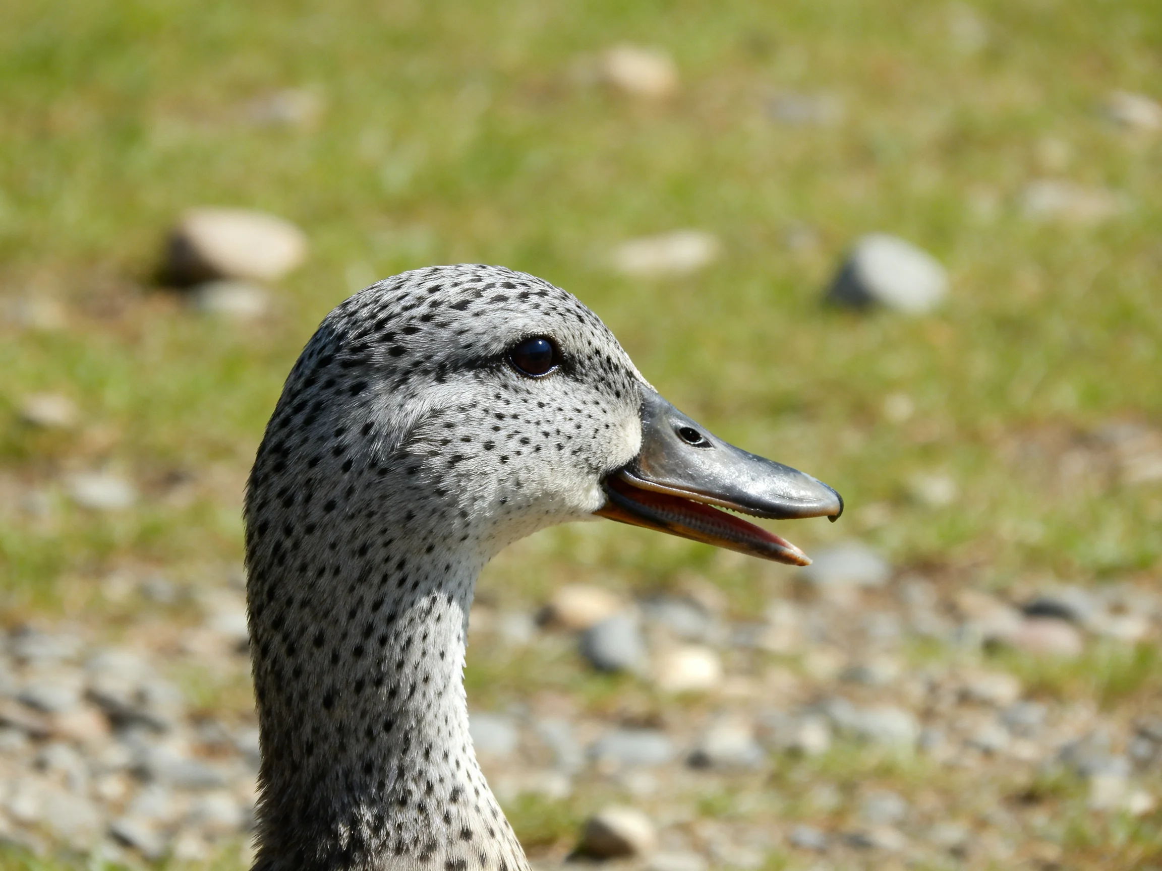 Speckled Gray Duck with Open Beak Near Grassy Rocks
