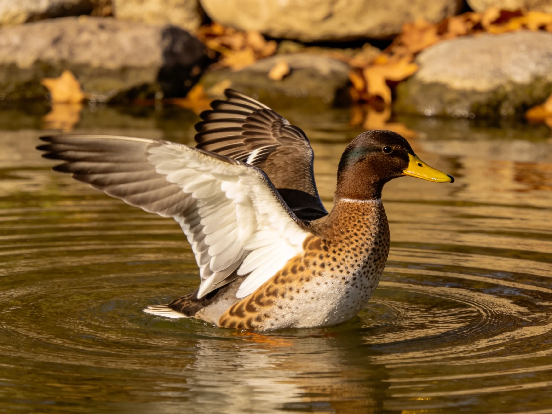 Speckled duck with outstretched wings swims in rippled water near stone rocks.