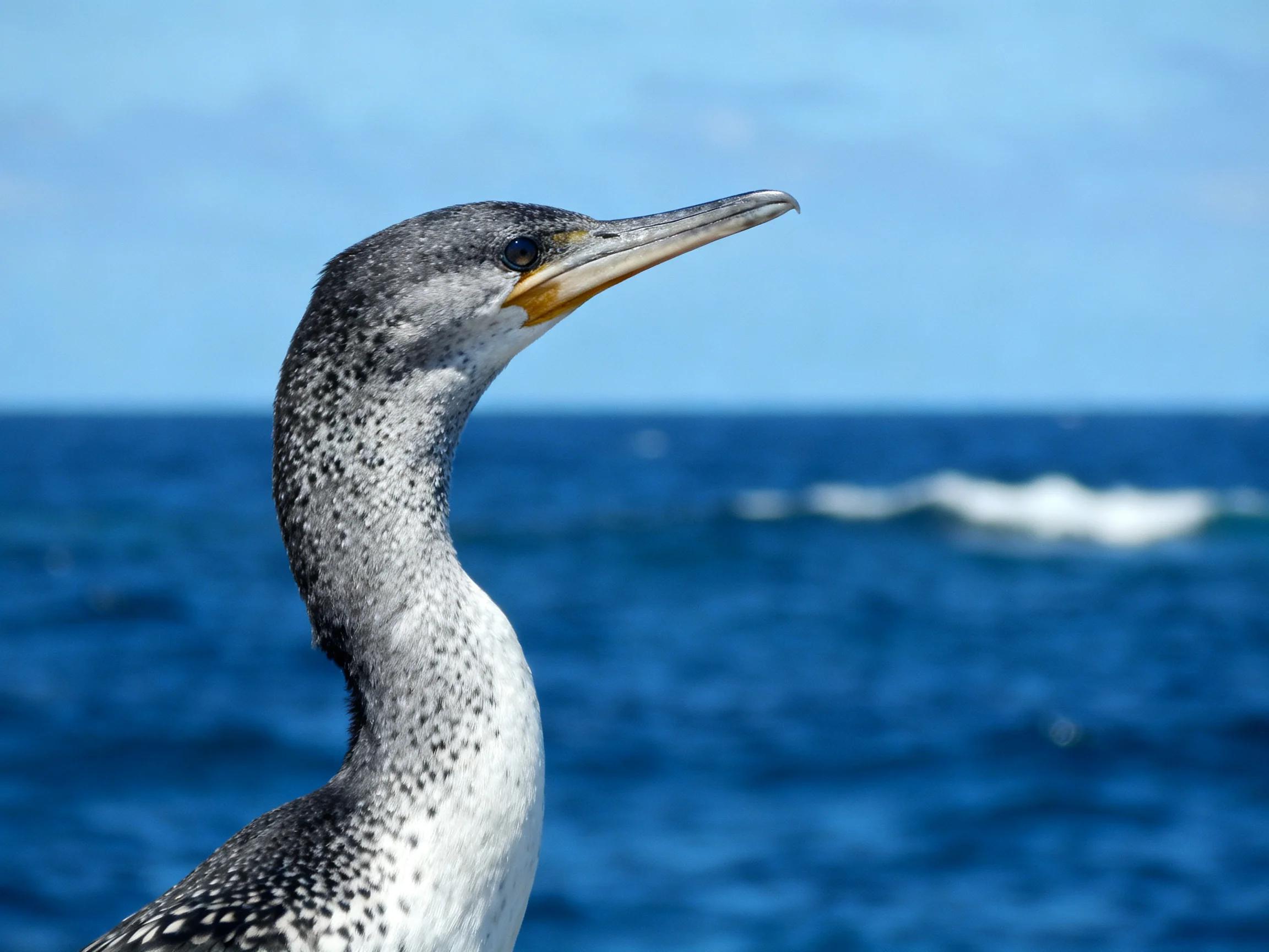 Speckled seabird with elongated beak near deep blue ocean waters