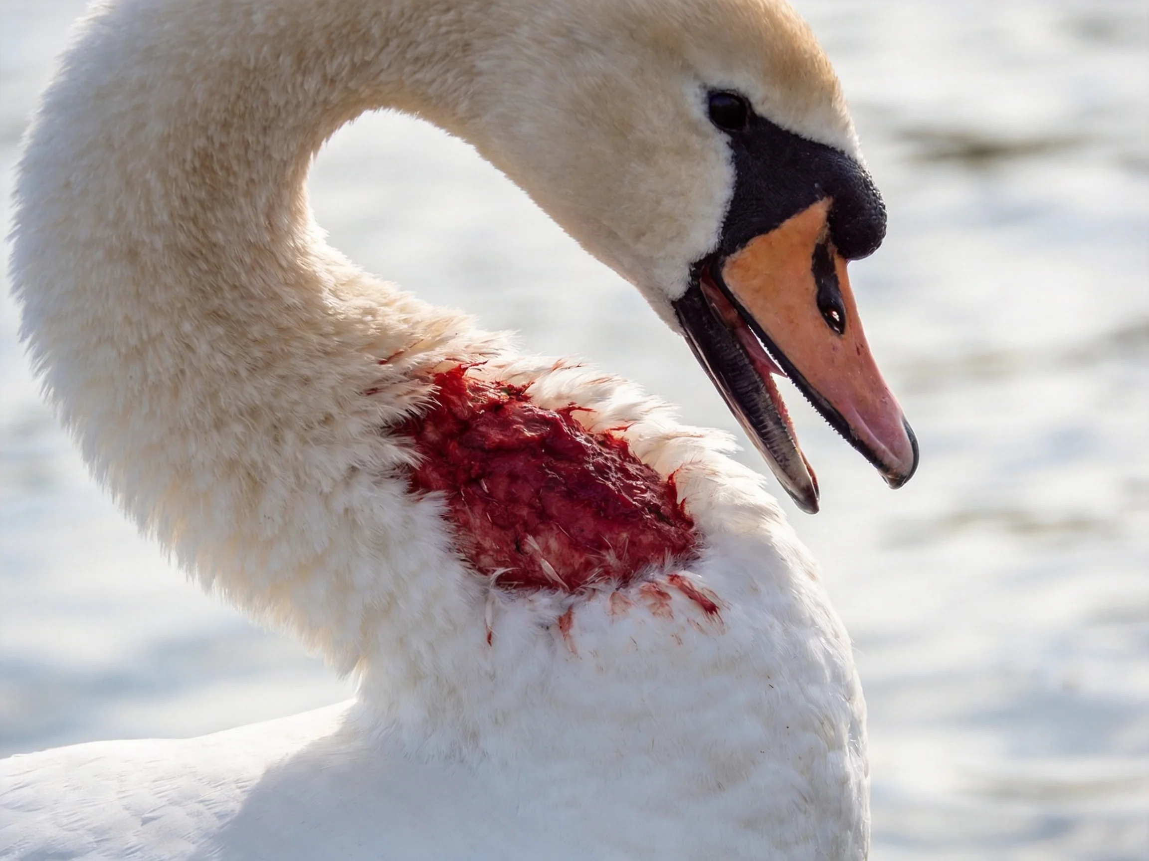 Swan with a severe red wound on white feathers by water