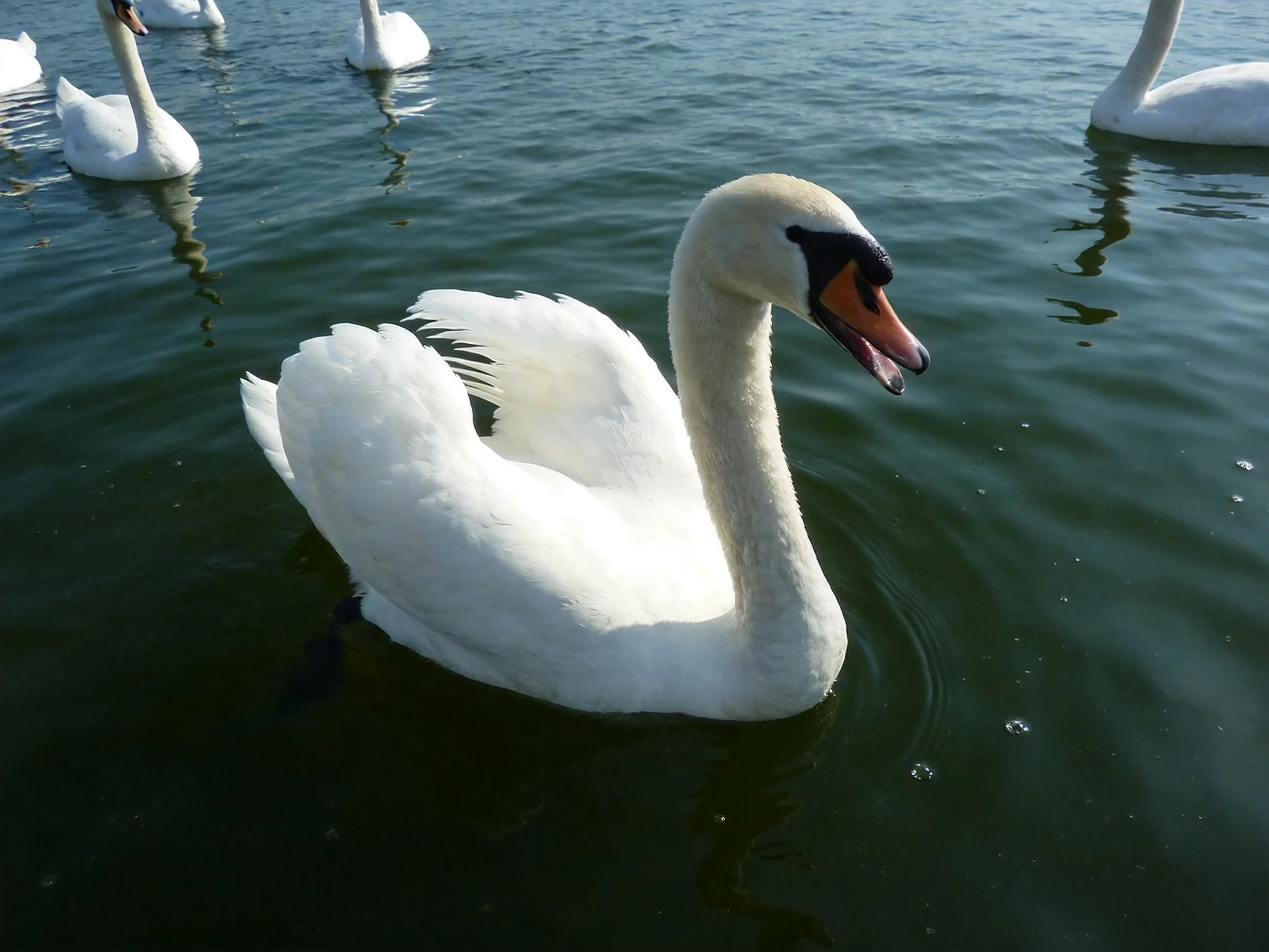Swans gliding on dark green water with pristine white plumage