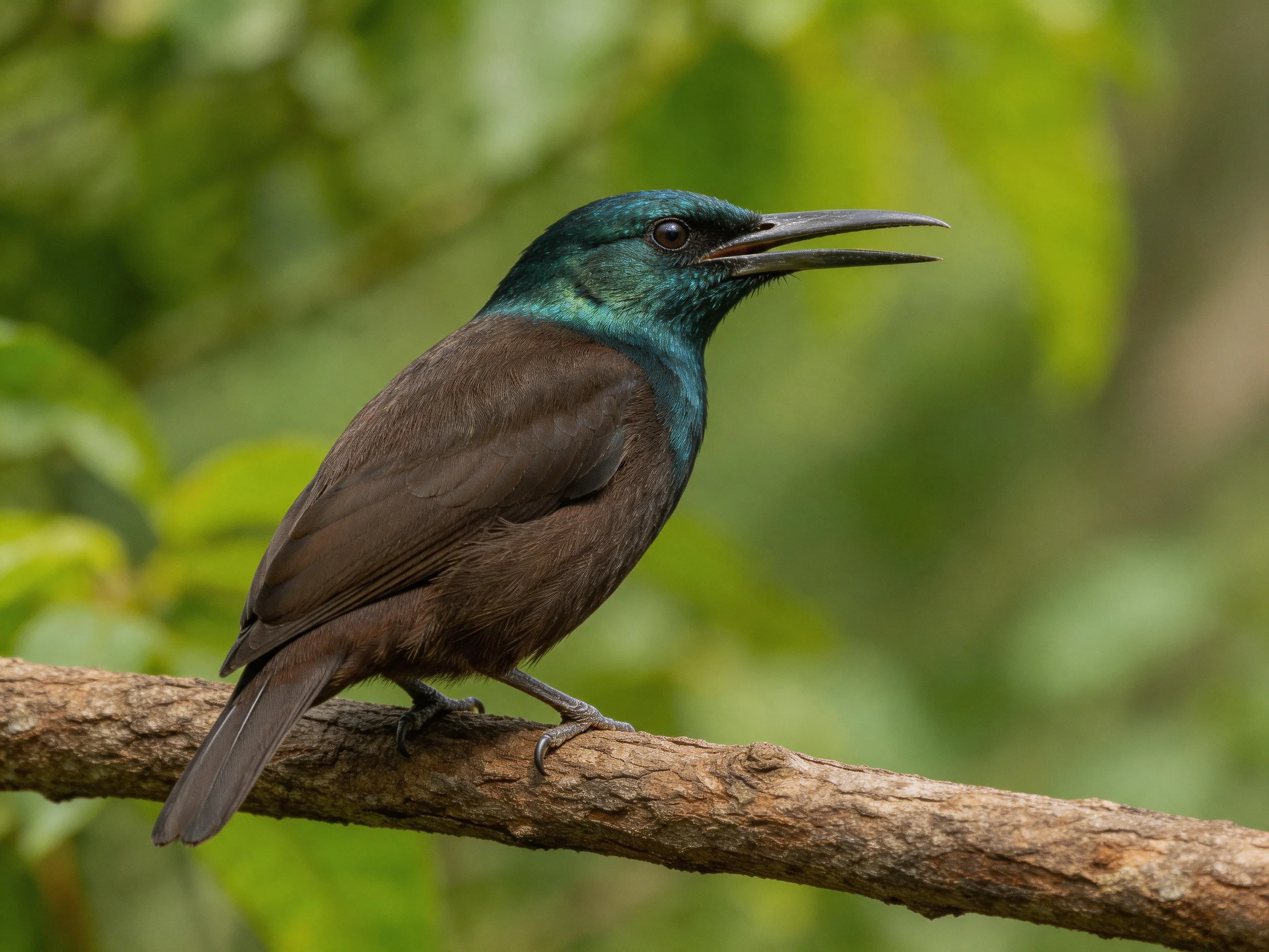 A teal-headed bird with brown plumage rests on a wooden branch amid greenery.