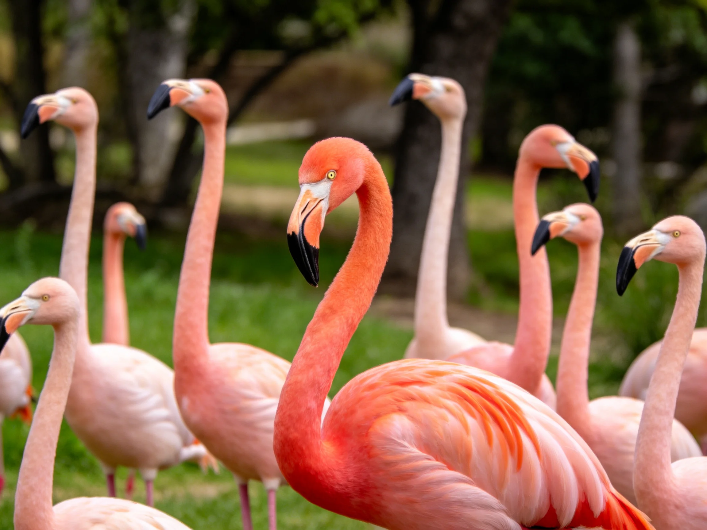 Ten flamingos in varied pink hues gather in green habitat