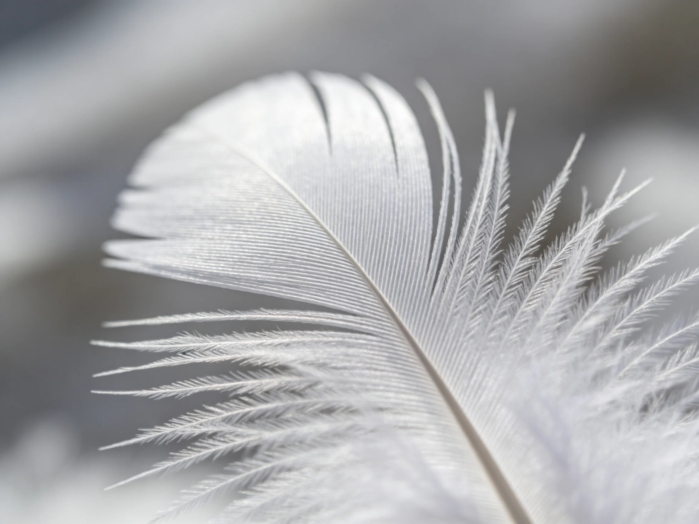 The image depicts a close - up view of a delicate white feather, emphasizing its